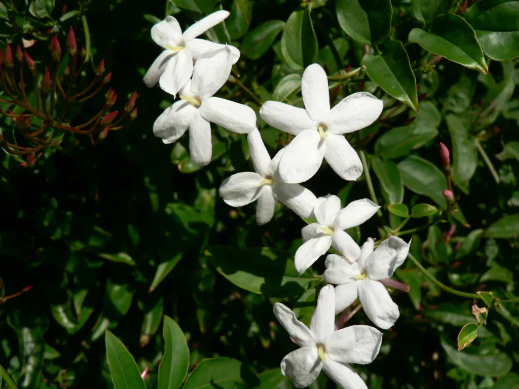 Pink Jasmine (Jasminum Polyanthum) — commonly referred to as Pink Jasmine; it prefers well-drained soil and requires moderate watering, image 61
