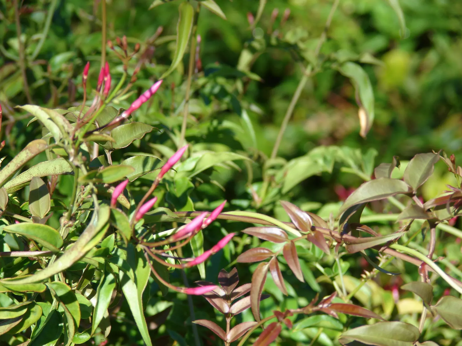 Pink Jasmine (Jasminum Polyanthum) — emerge to unfurl into starry white blossoms