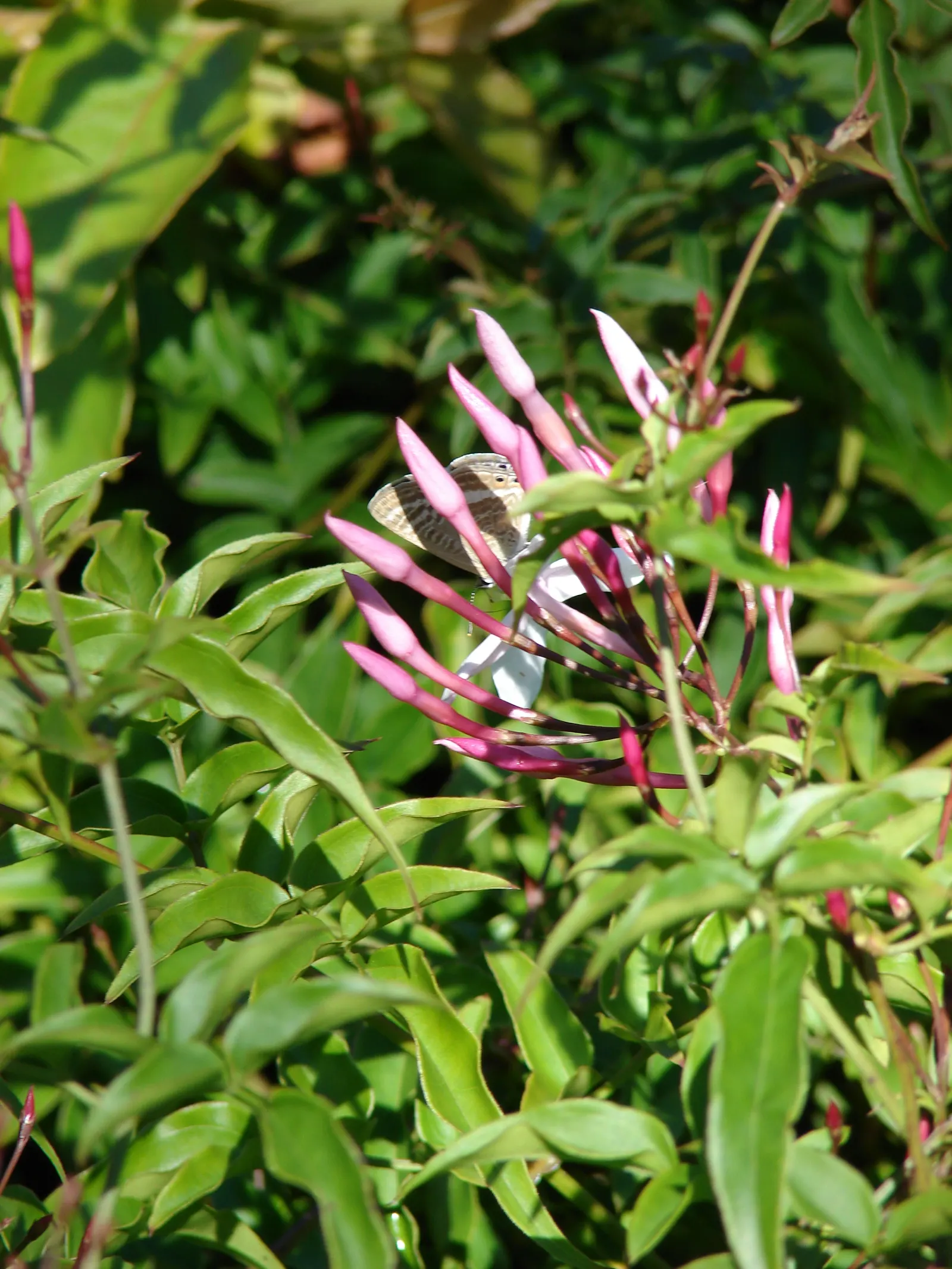 Pink Jasmine (Jasminum Polyanthum) — Pink Jasmine performs best in full sun to partial shade