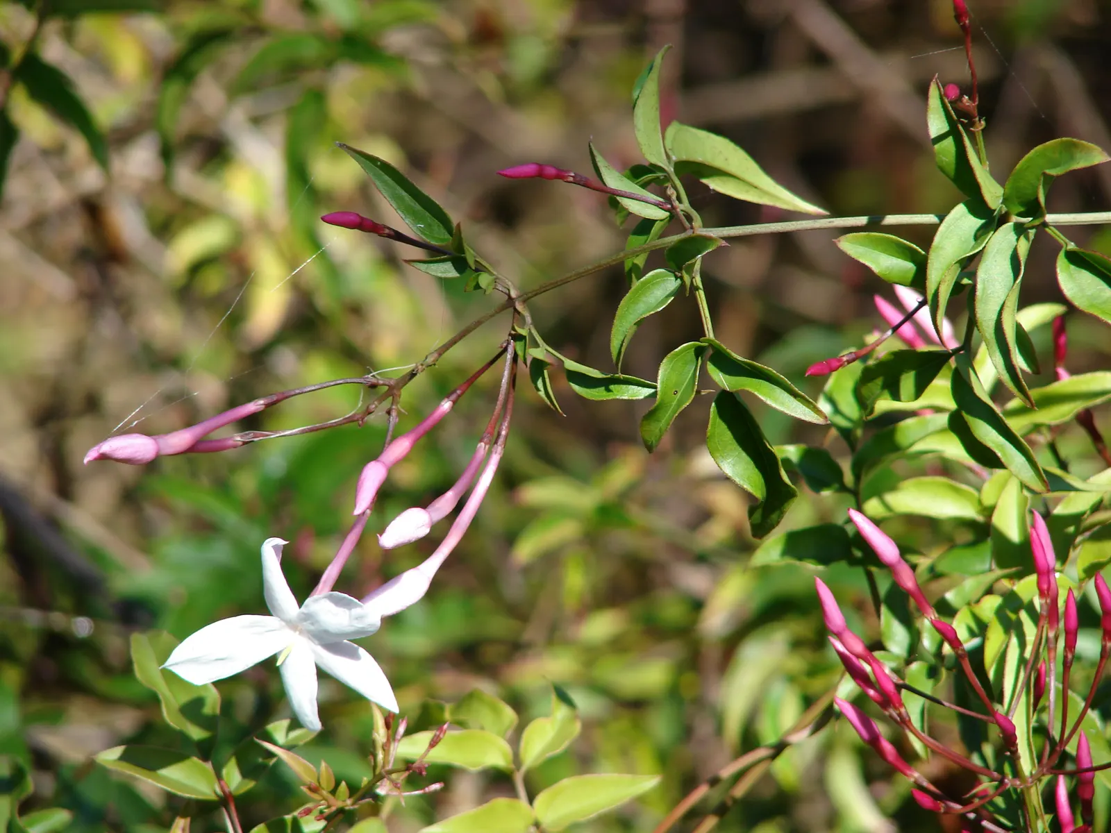 Pink Jasmine (Jasminum Polyanthum) — form pinnate leaves that provide a lush backdrop year-round