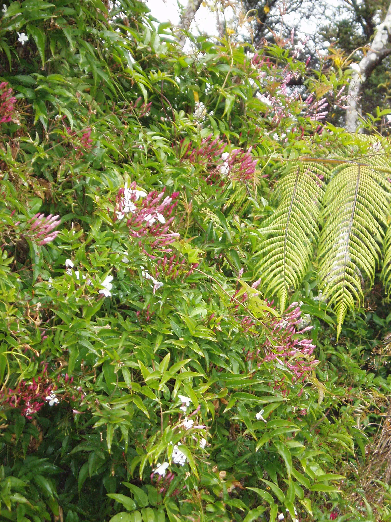 Pink Jasmine (Jasminum Polyanthum) — highly fragrant pink-tinged white flowers
