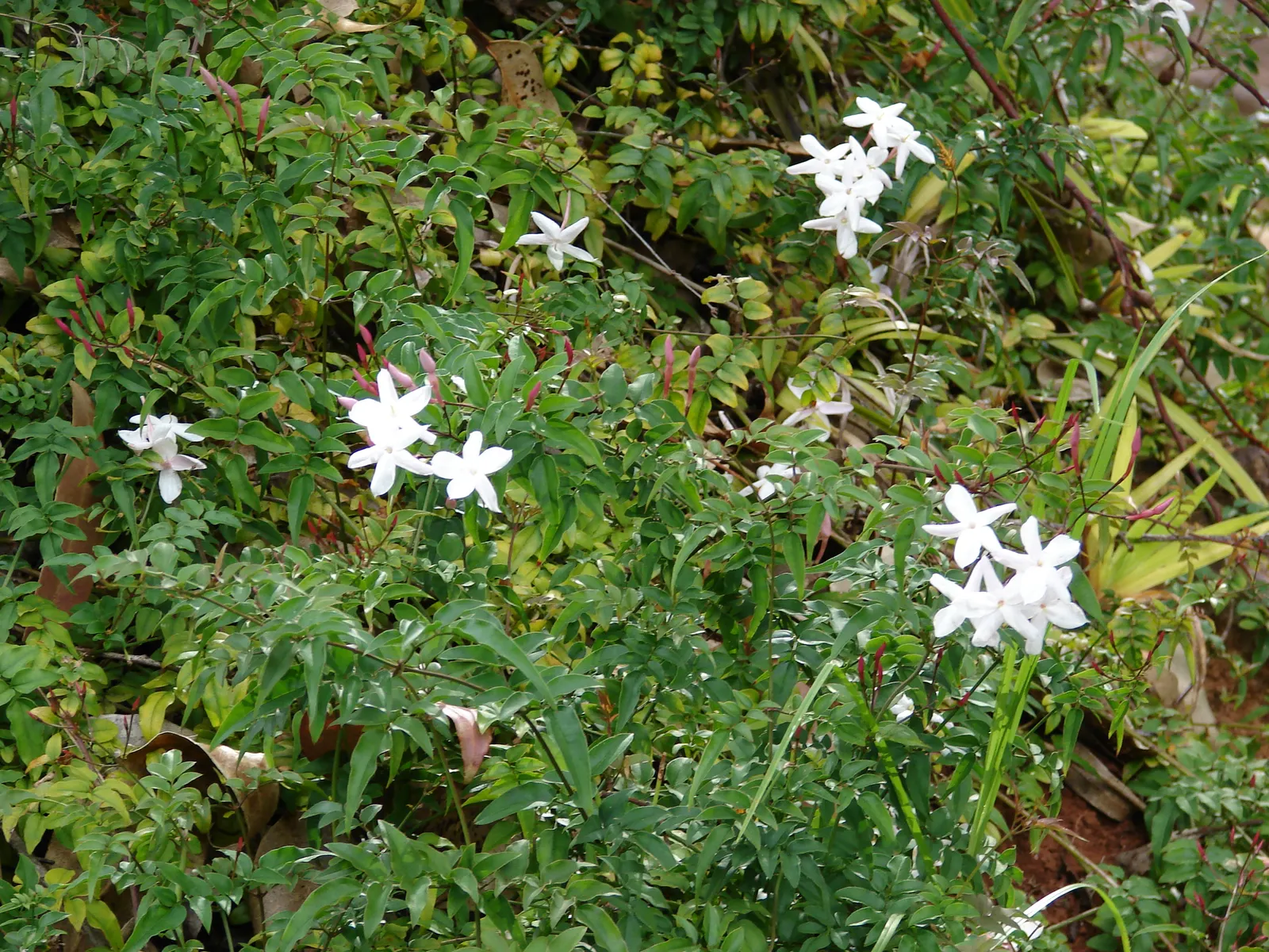 Pink Jasmine (Jasminum Polyanthum) — twining evergreen vine prized for its lush; it thrives in USDA zones 8-11, prefers full sun to partial shade, and requires