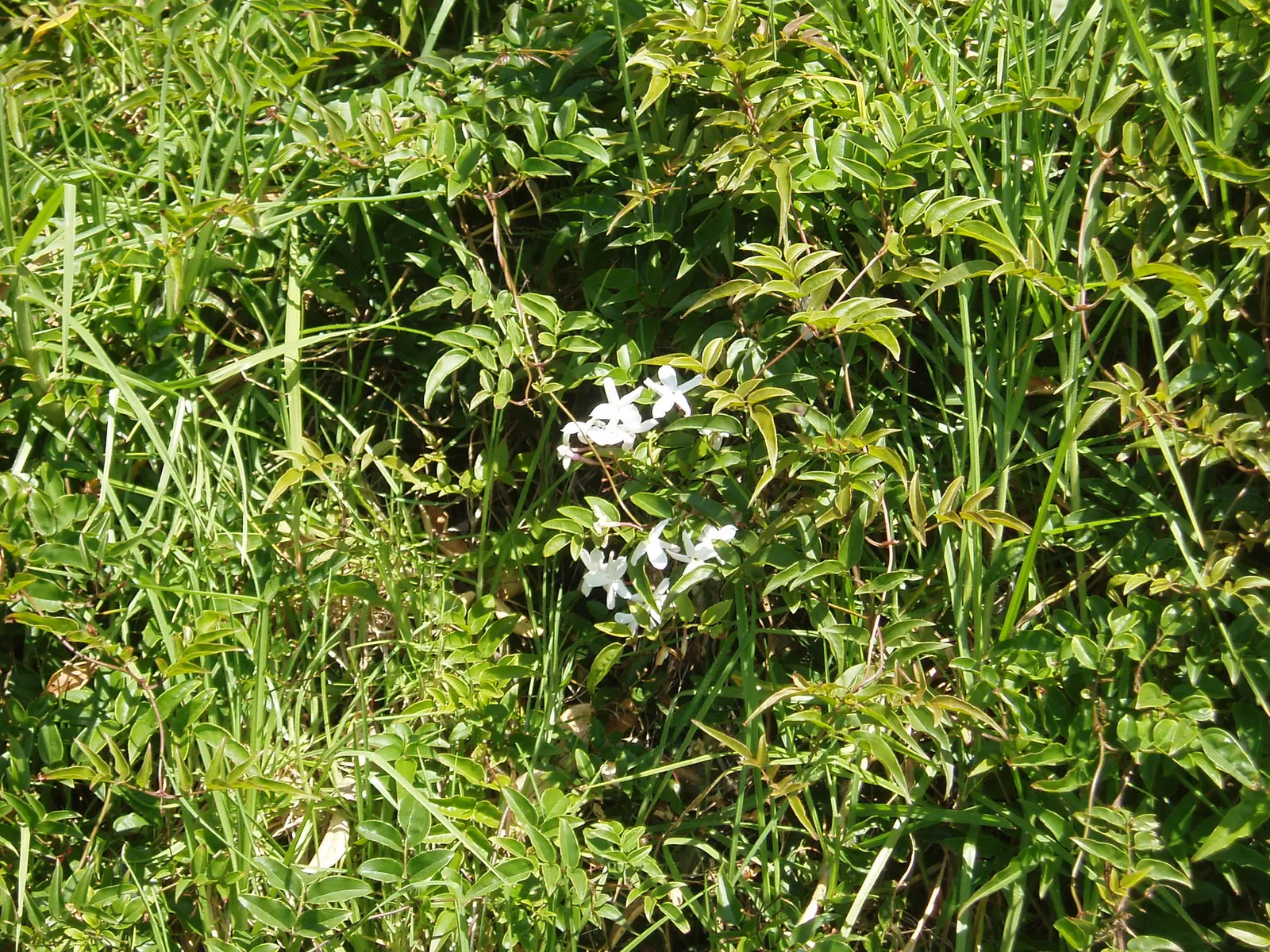 Pink Jasmine (Jasminum Polyanthum) — Ideal for trellises or walls, it can reach lengths of 15-20 feet