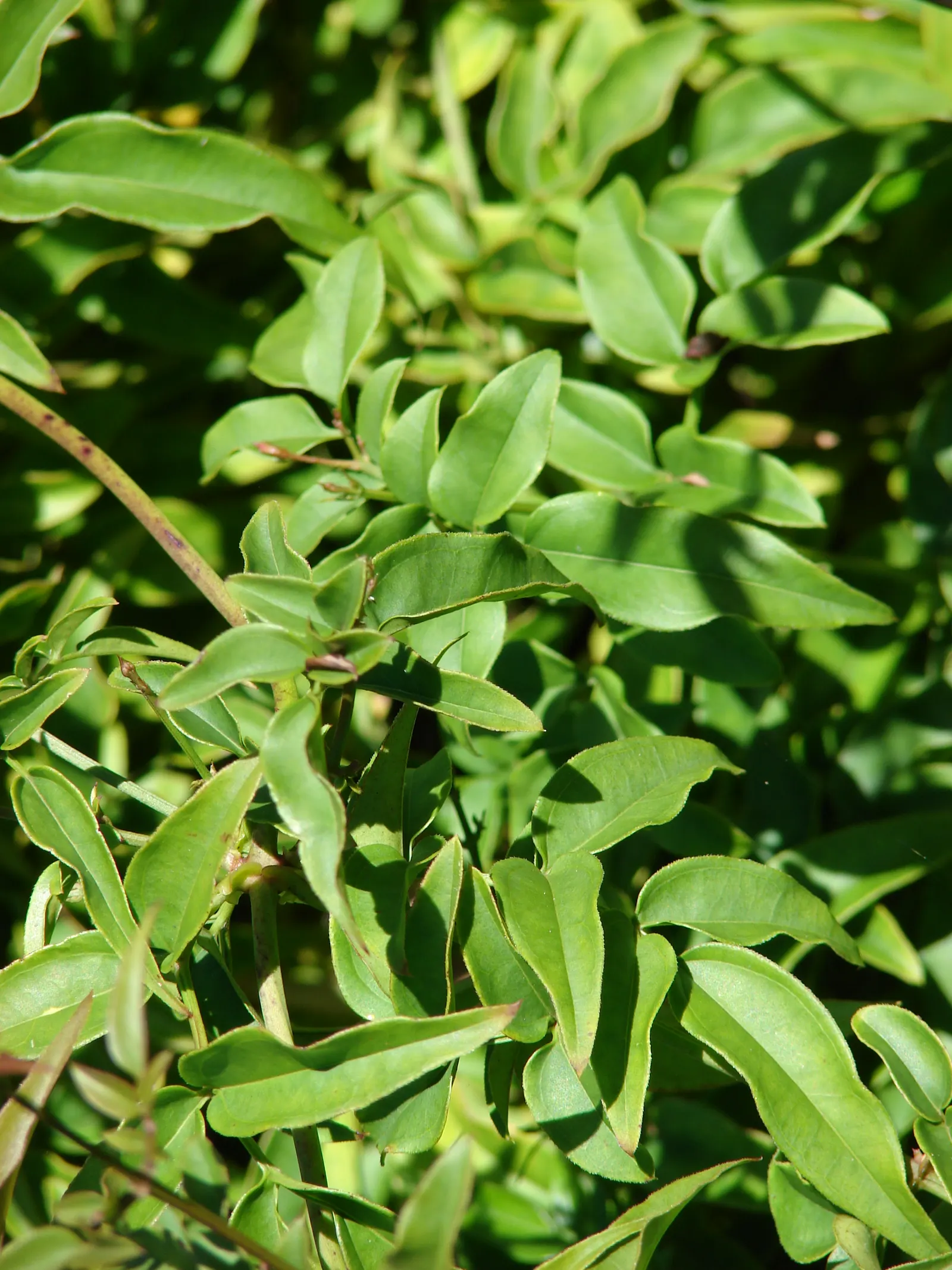 Pink Jasmine (Jasminum Polyanthum) — tinged with a delicate pink