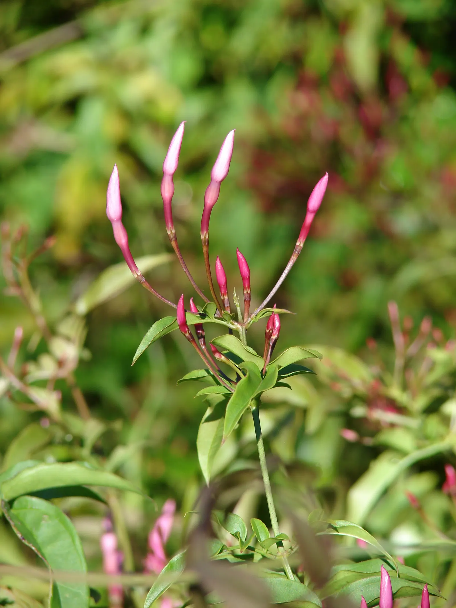Pink Jasmine (Jasminum Polyanthum) — But the real show begins when the flower buds