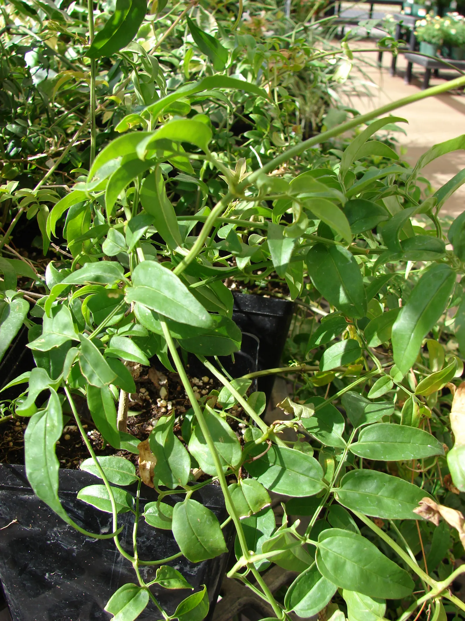 Pink Jasmine (Jasminum Polyanthum) — or arbors.<br><br>Its glossy dark green leaflets