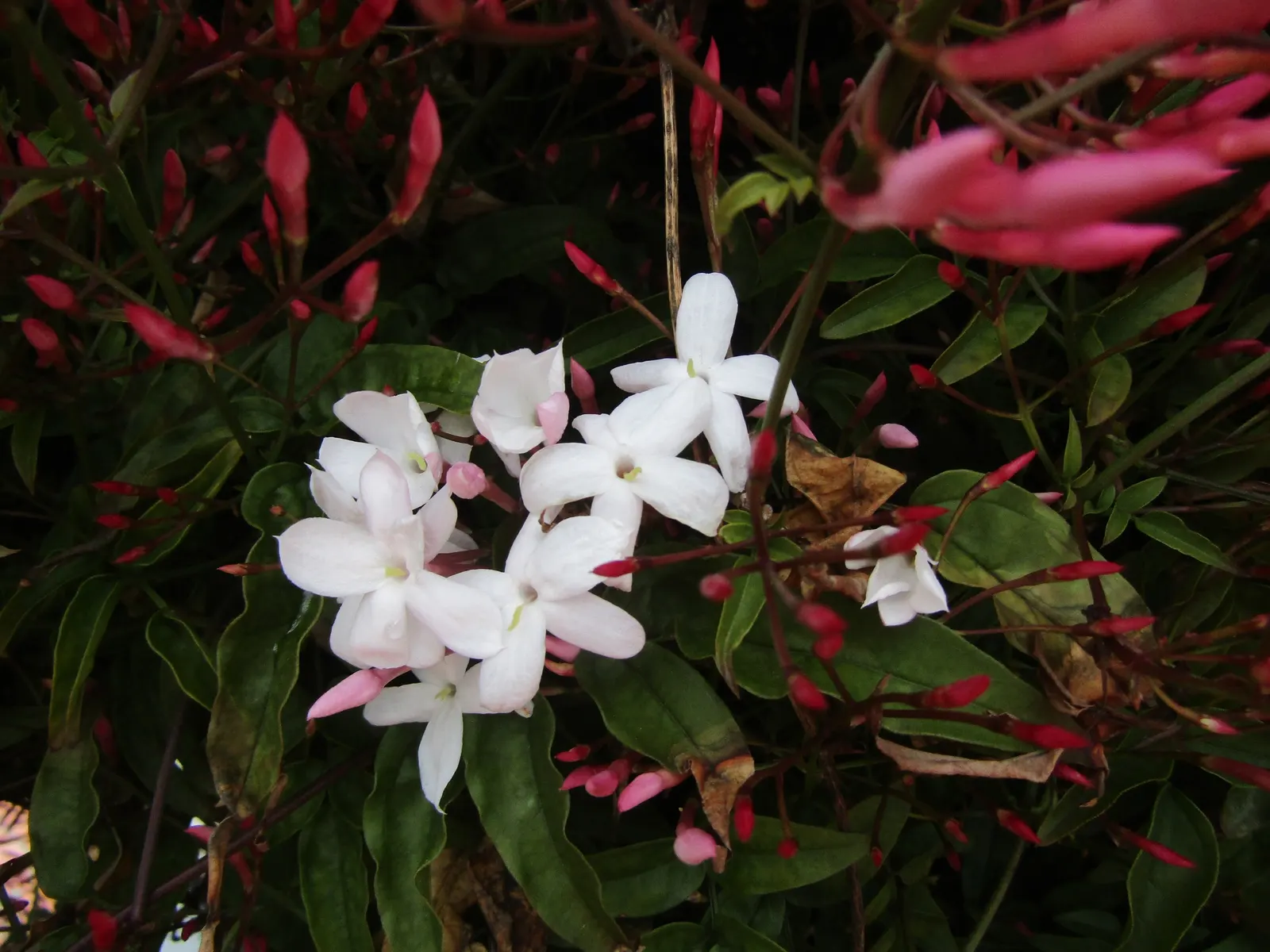 Pink Jasmine (Jasminum Polyanthum) — vine with pink and white blooms; each tubular flower measures up to 1 inch in diameter, image 80