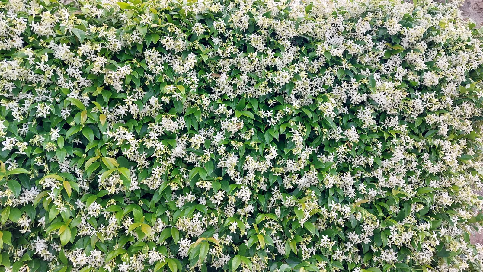 Pink Jasmine (Jasminum Polyanthum) — which grace gardens with their sweetness from late winter to spring