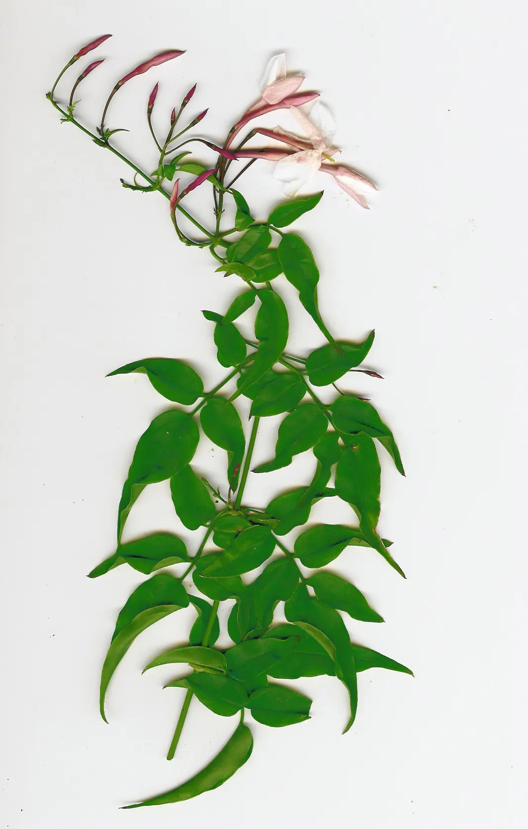 Pink Jasmine (Jasminum Polyanthum) — This evergreen climber originates from China and can reach a mature height of 20 feet with a spread of 7 feet