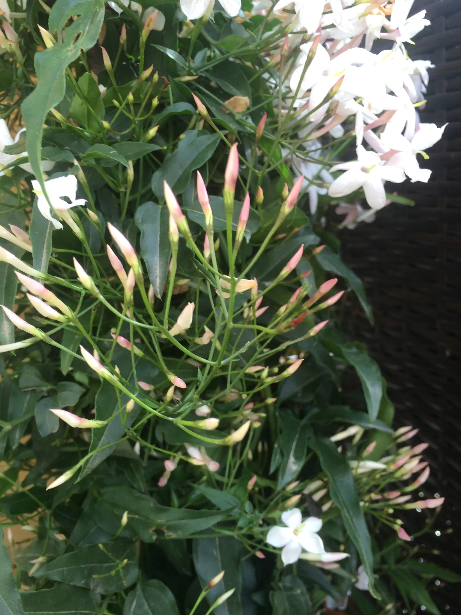 Pink Jasmine (Jasminum Polyanthum) — commonly referred to as Pink Jasmine