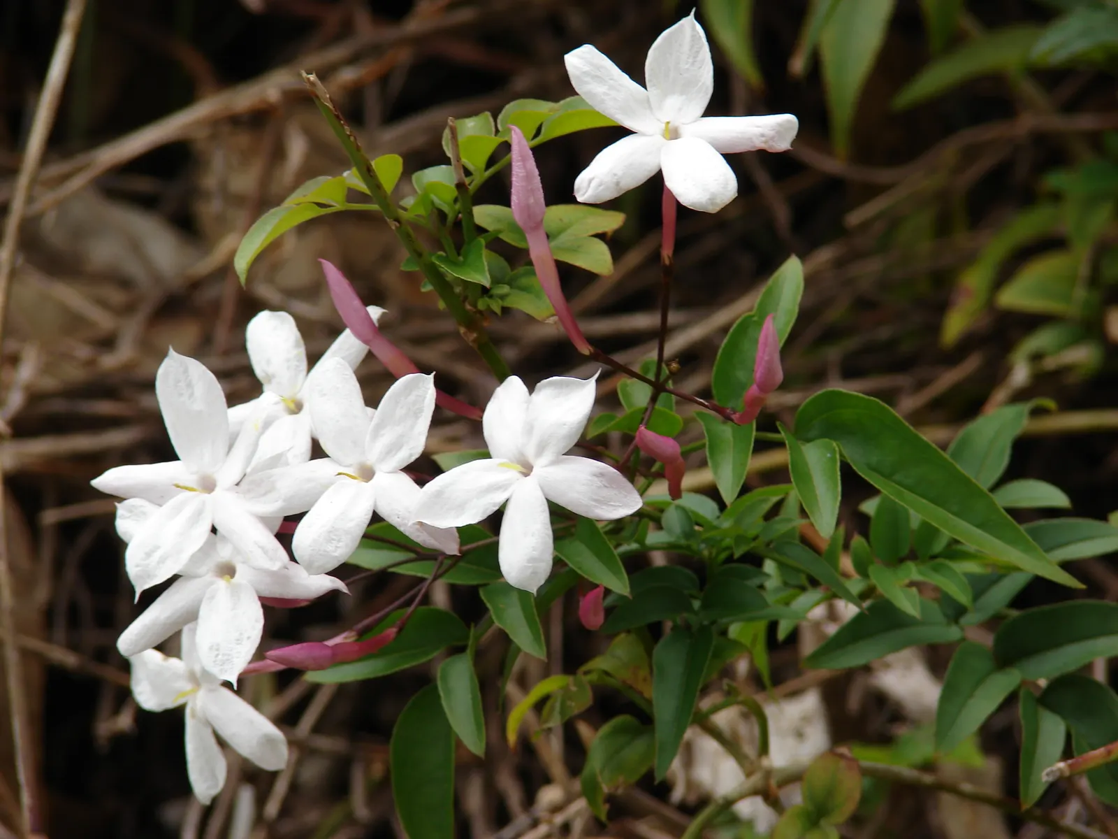Pink Jasmine (Jasminum Polyanthum) — Be mindful to plant it in a spot with enough room to accommodate its growth