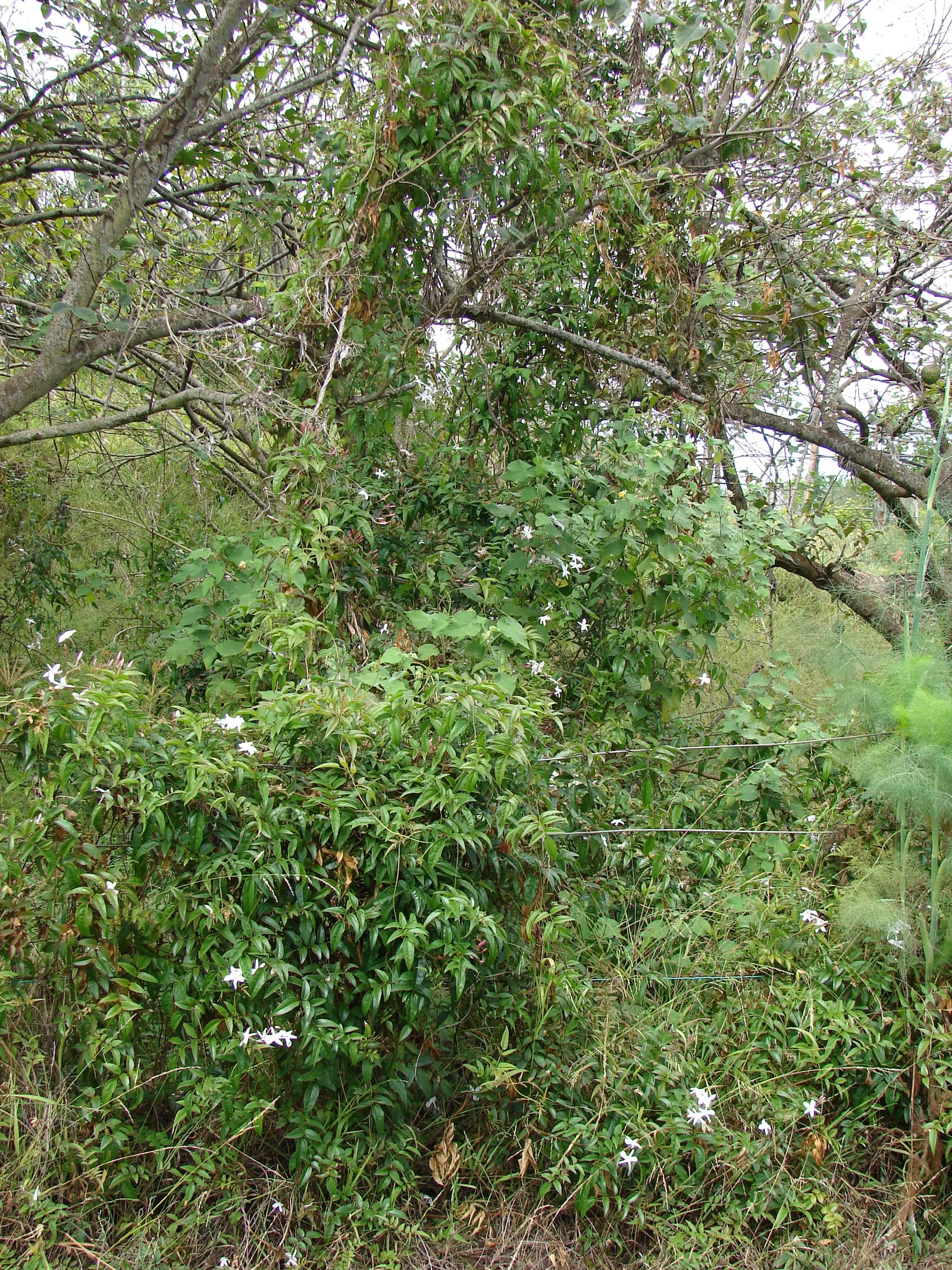 Pink Jasmine (Jasminum Polyanthum) — Regular pruning after flowering helps maintain its shape and promote vigorous growth