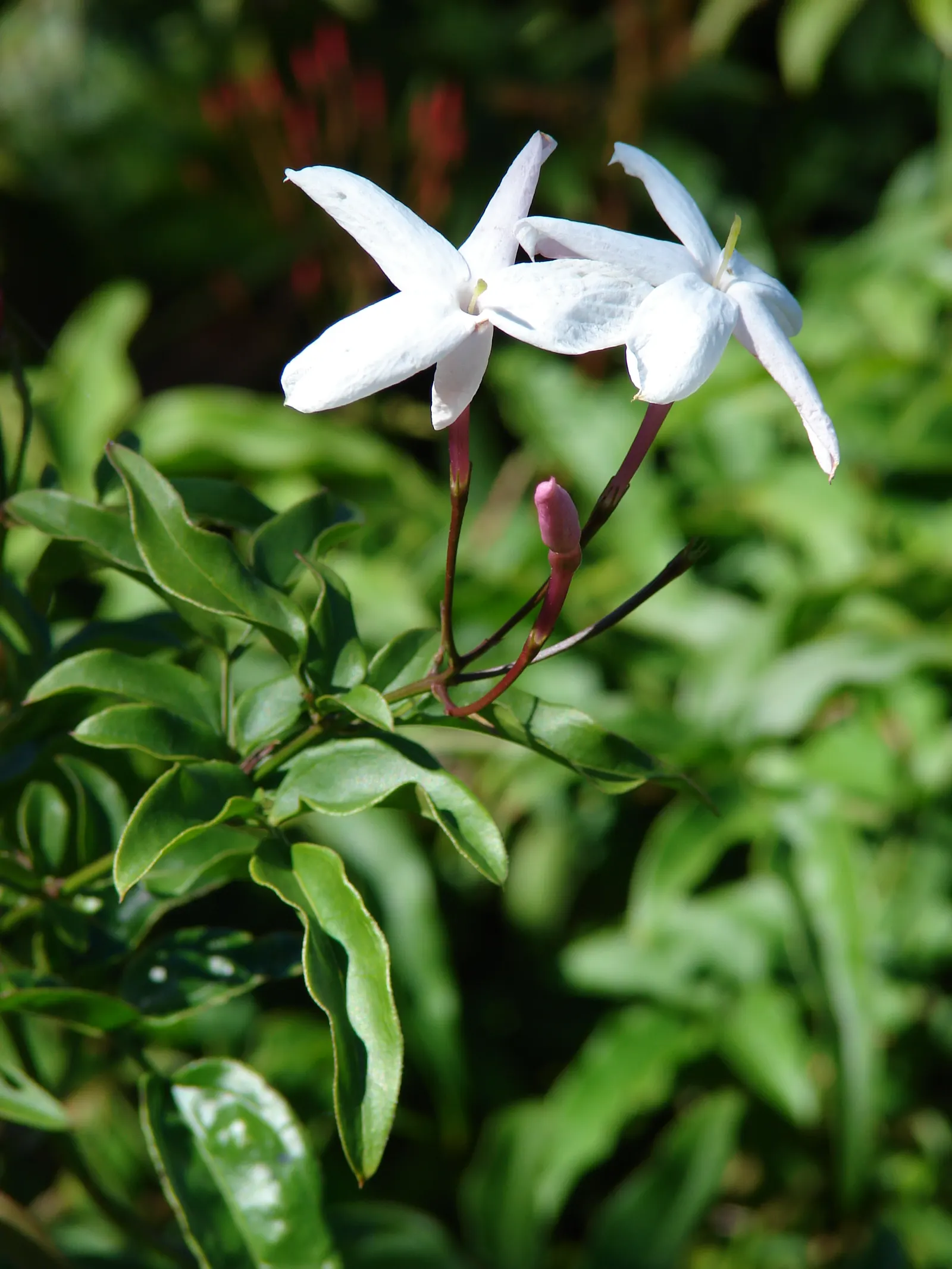 Pink Jasmine (Jasminum Polyanthum) — making it an ideal choice for vertical spaces in need of greening - whether on trellises