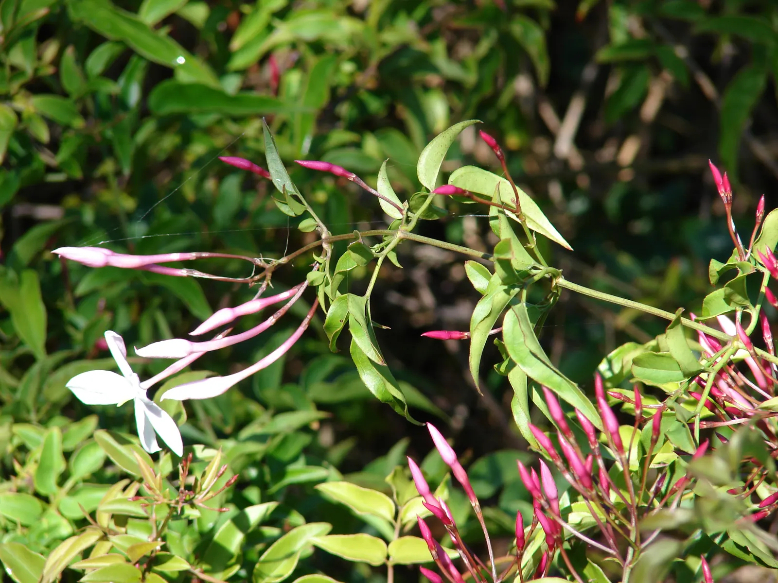 Pink Jasmine (Jasminum Polyanthum) — with an increase in hydration during the blooming period