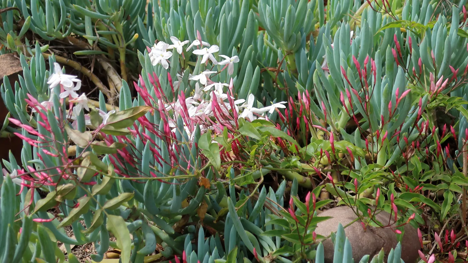 Pink Jasmine (Jasminum Polyanthum) — and offer support structures to optimize its ornamental value and facilitate healthy climbing