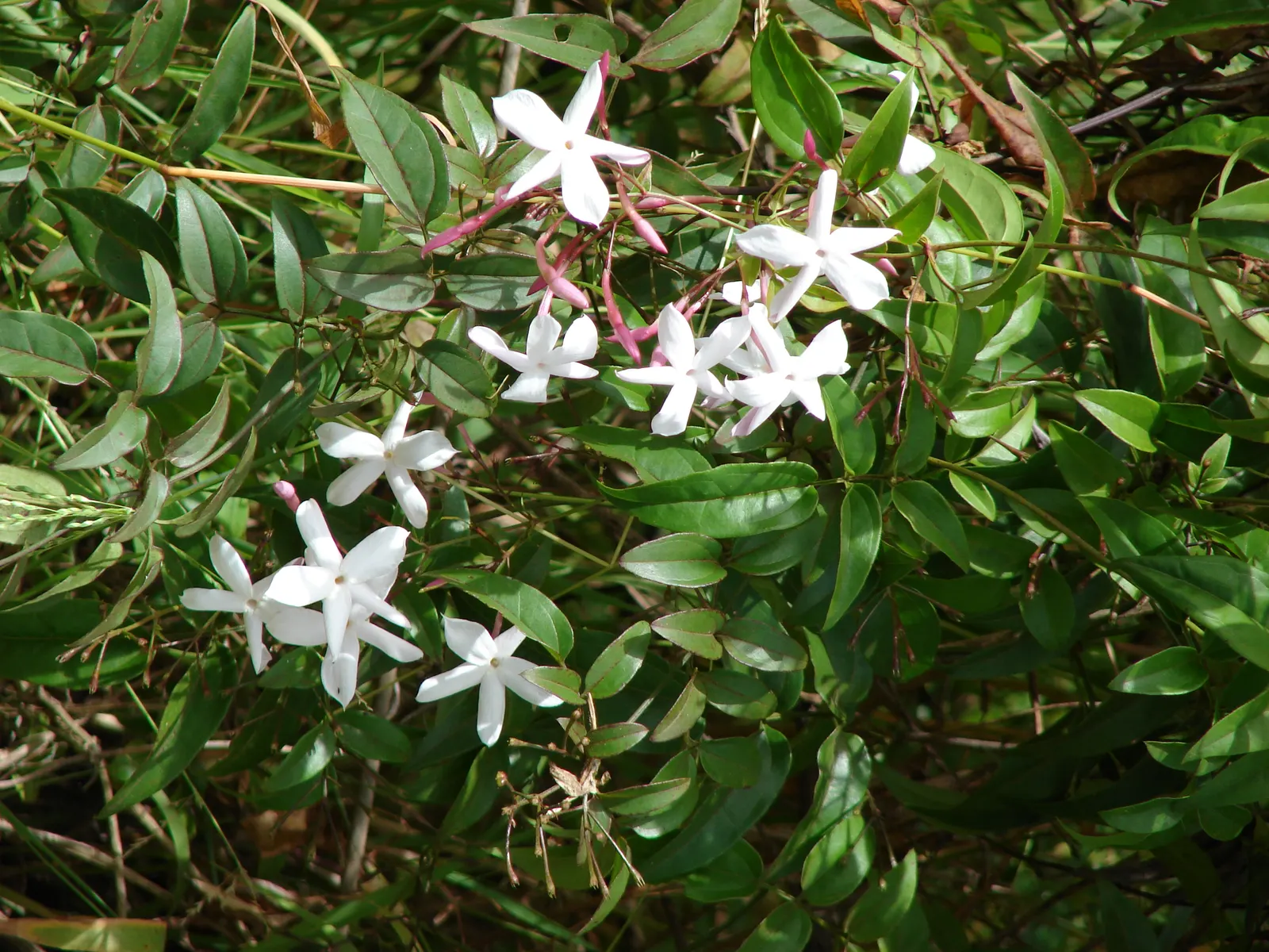 Pink Jasmine (Jasminum Polyanthum) — twining vine cherished for its richly fragrant blooms