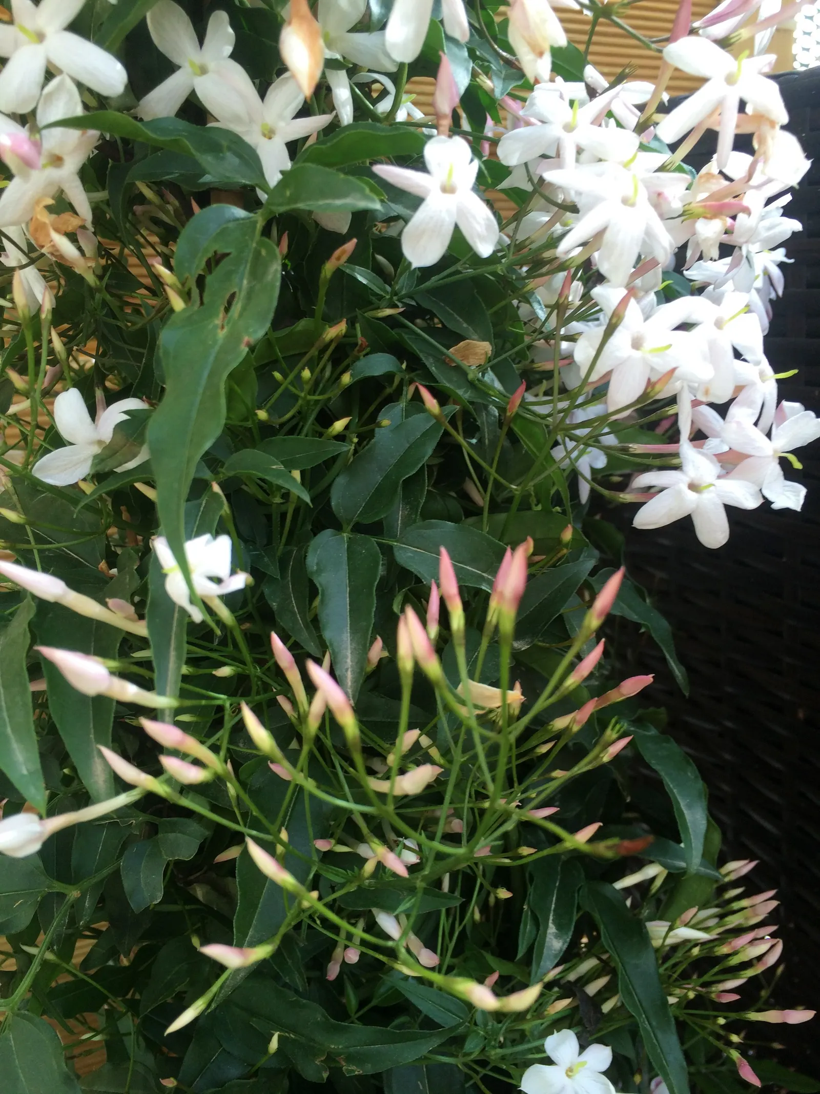 Pink Jasmine (Jasminum Polyanthum) — It thrives in USDA zones 8-11, prefers full sun to partial shade, and requires well-drained soil