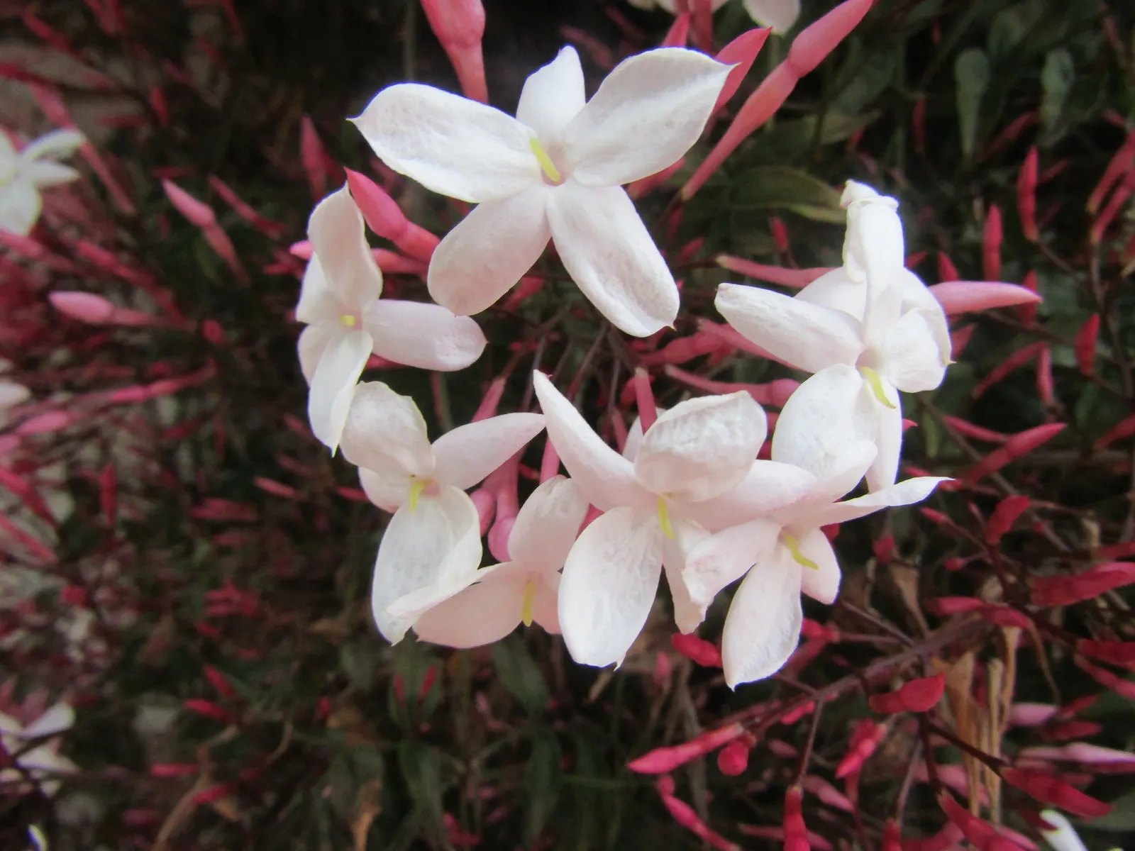 Pink Jasmine (Jasminum Polyanthum) — vine for full or half; ensuring a robust display for the following season, image 81