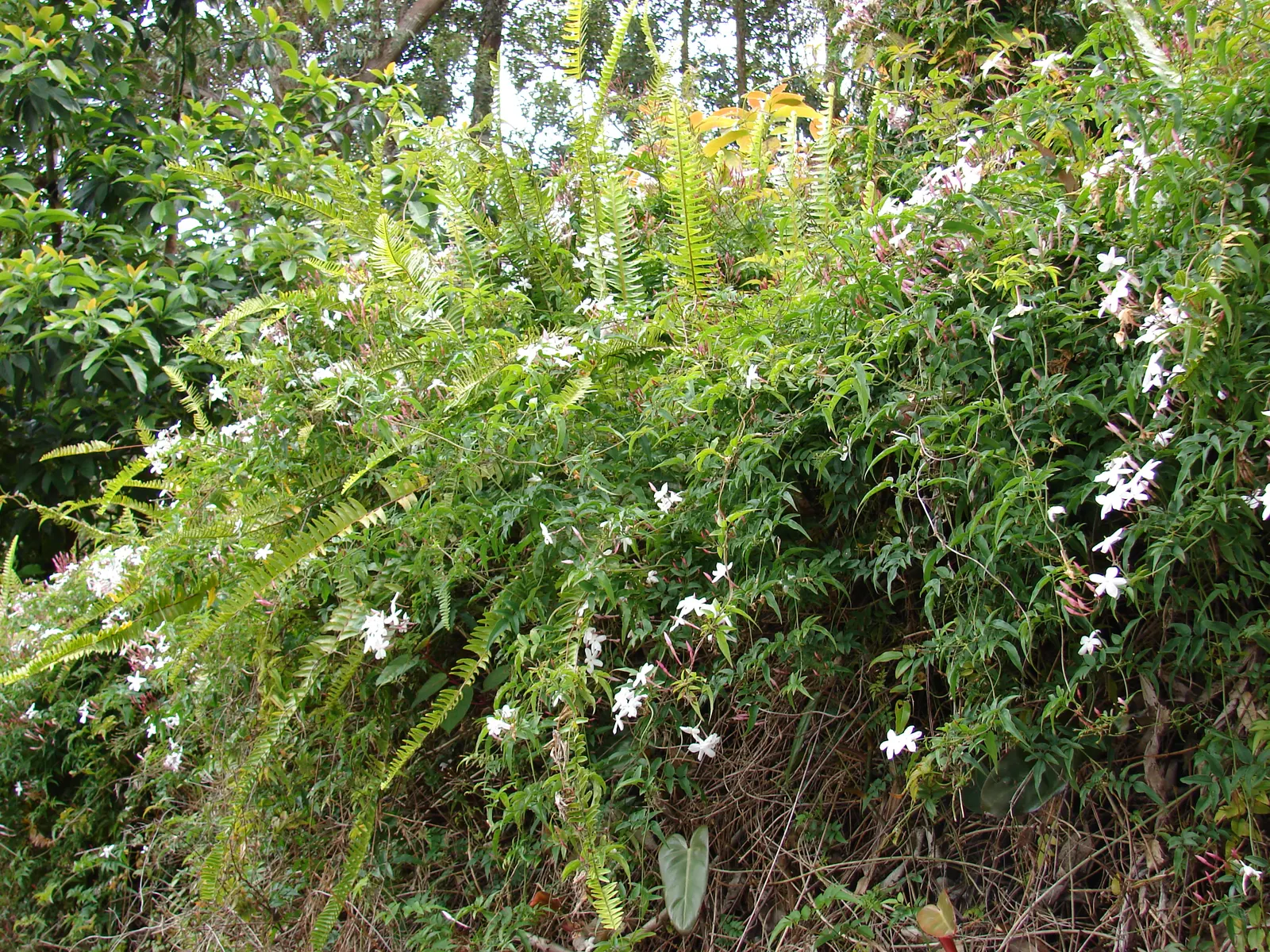 Pink Jasmine (Jasminum Polyanthum) — ensuring a robust display for the following season