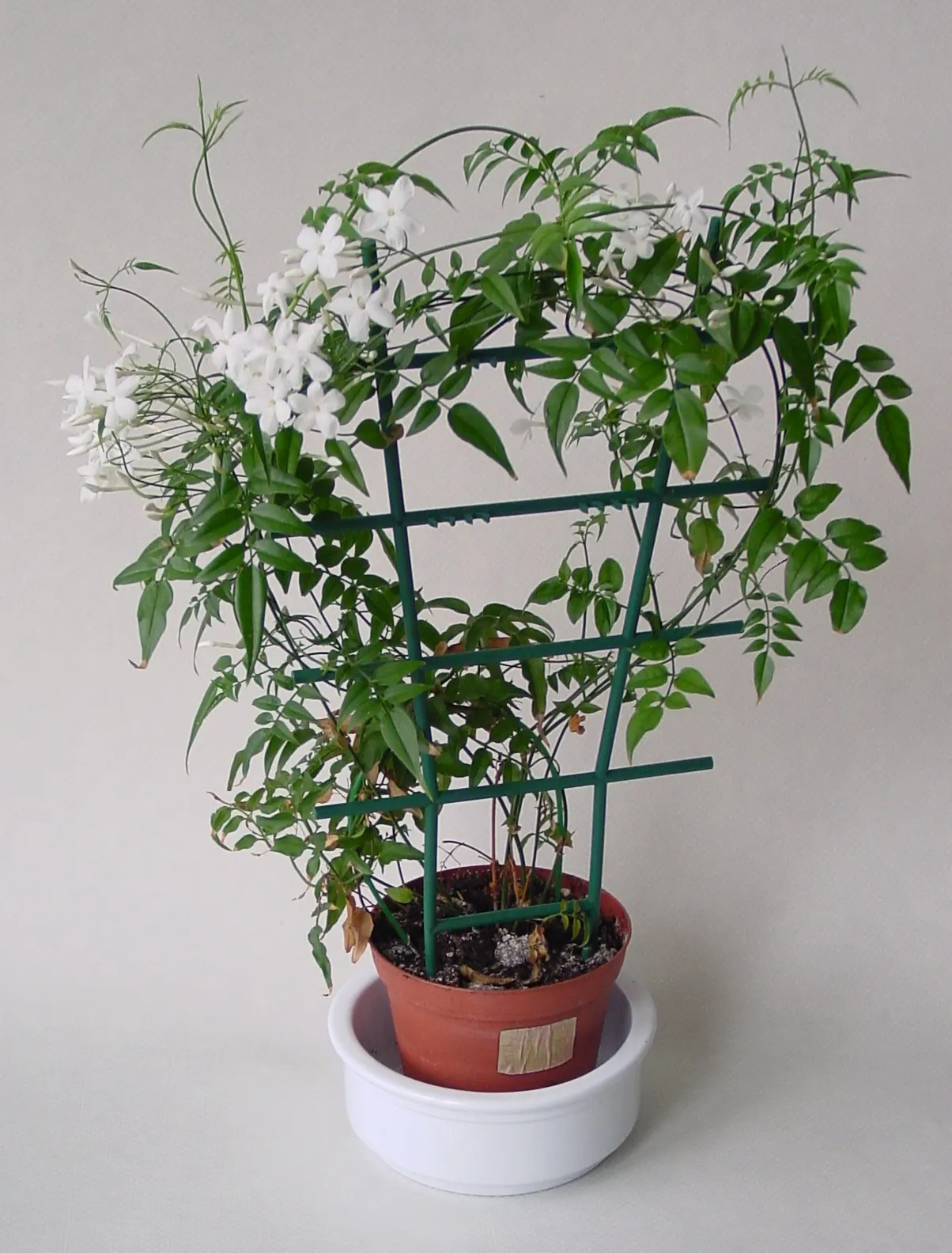 Pink Jasmine (Jasminum Polyanthum) — twining evergreen vine prized for its lush