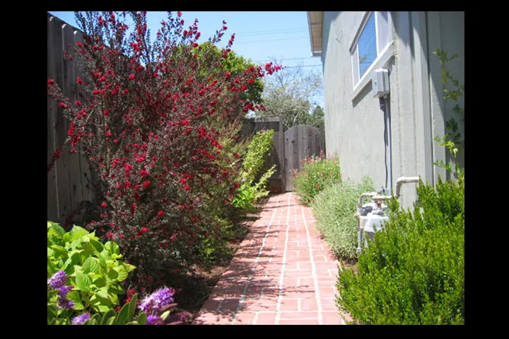 Pink Jasmine (Jasminum Polyanthum) — pinnate leaves and striking