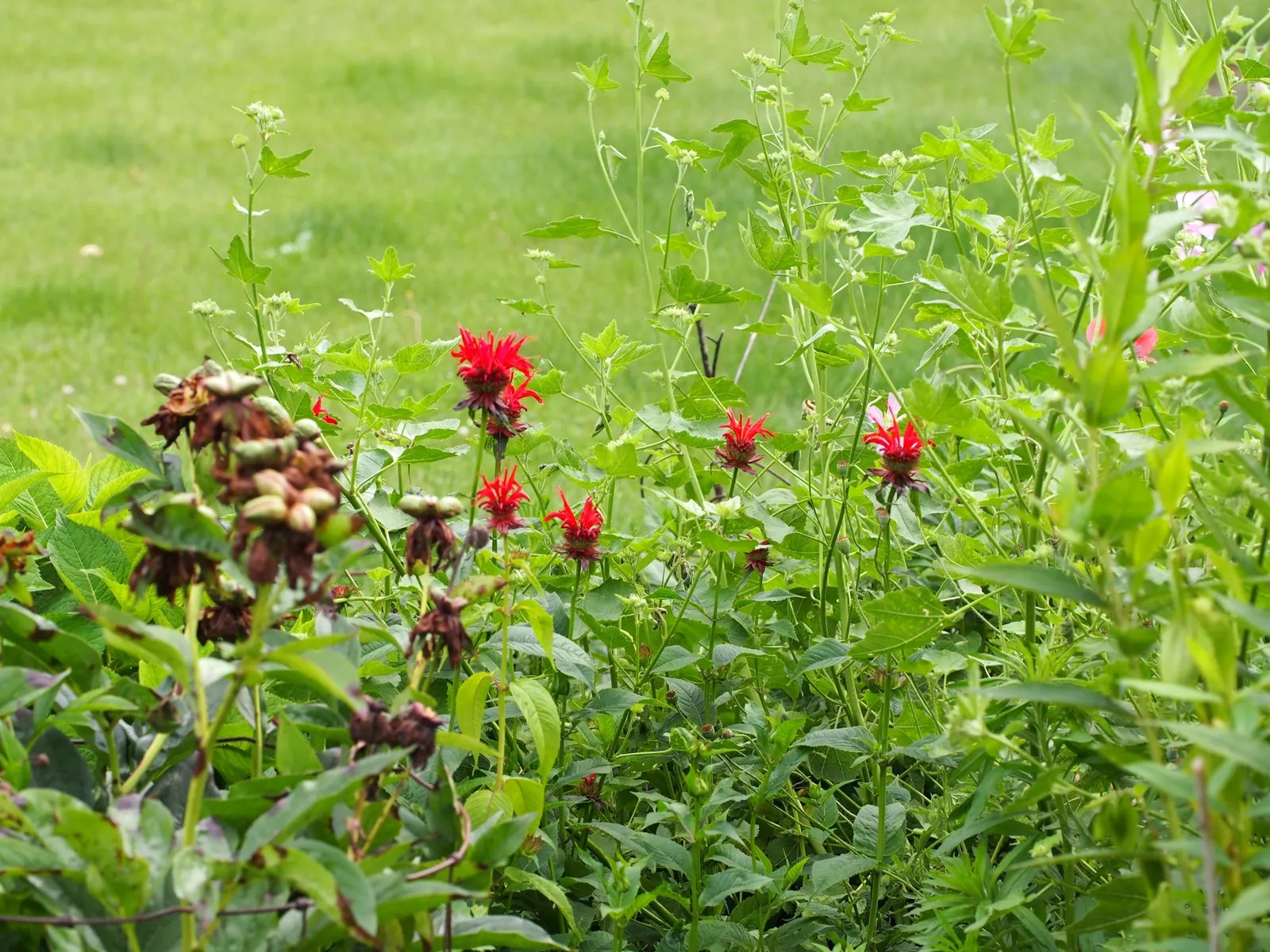 Raspberry Wine Bee Balm (Monarda 'Raspberry Wine') — Hardiness zones 4-9 ensure wide adaptability, making it an excellent choice for varied landscape designs