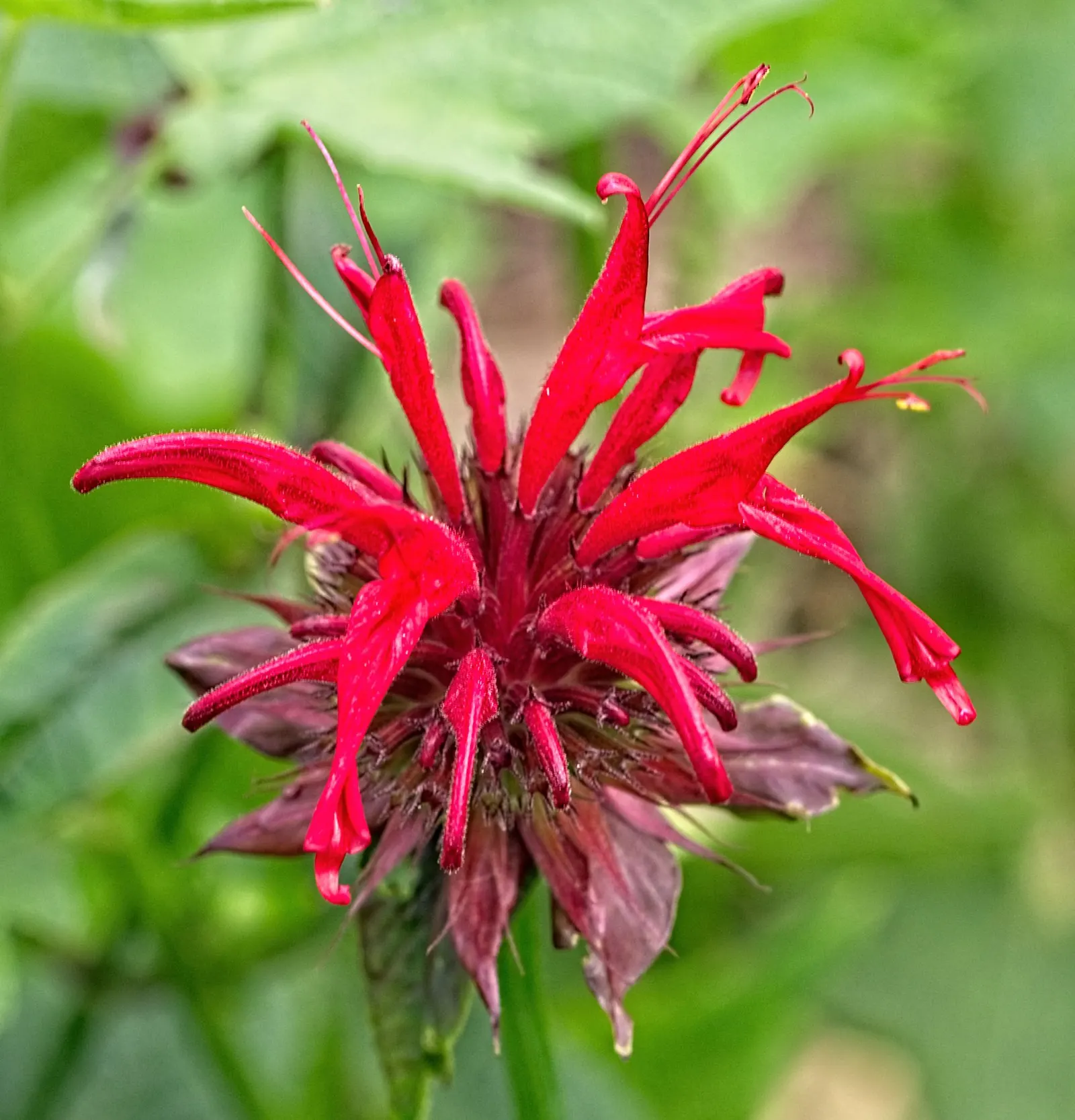 Raspberry Wine Bee Balm (Monarda 'Raspberry Wine') — Monarda 'Raspberry Wine' offers vibrant raspberry-pink blooms atop 2-3ft stems