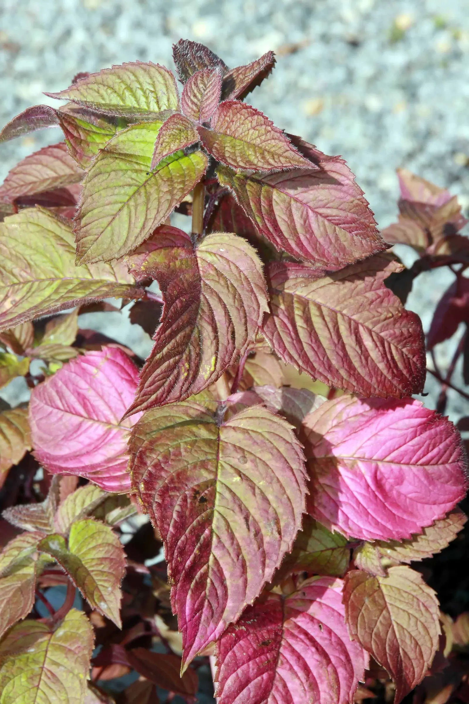 Raspberry Wine Bee Balm (Monarda 'Raspberry Wine') — Its fragrant foliage deters pests, making it a hardy addition to any garden