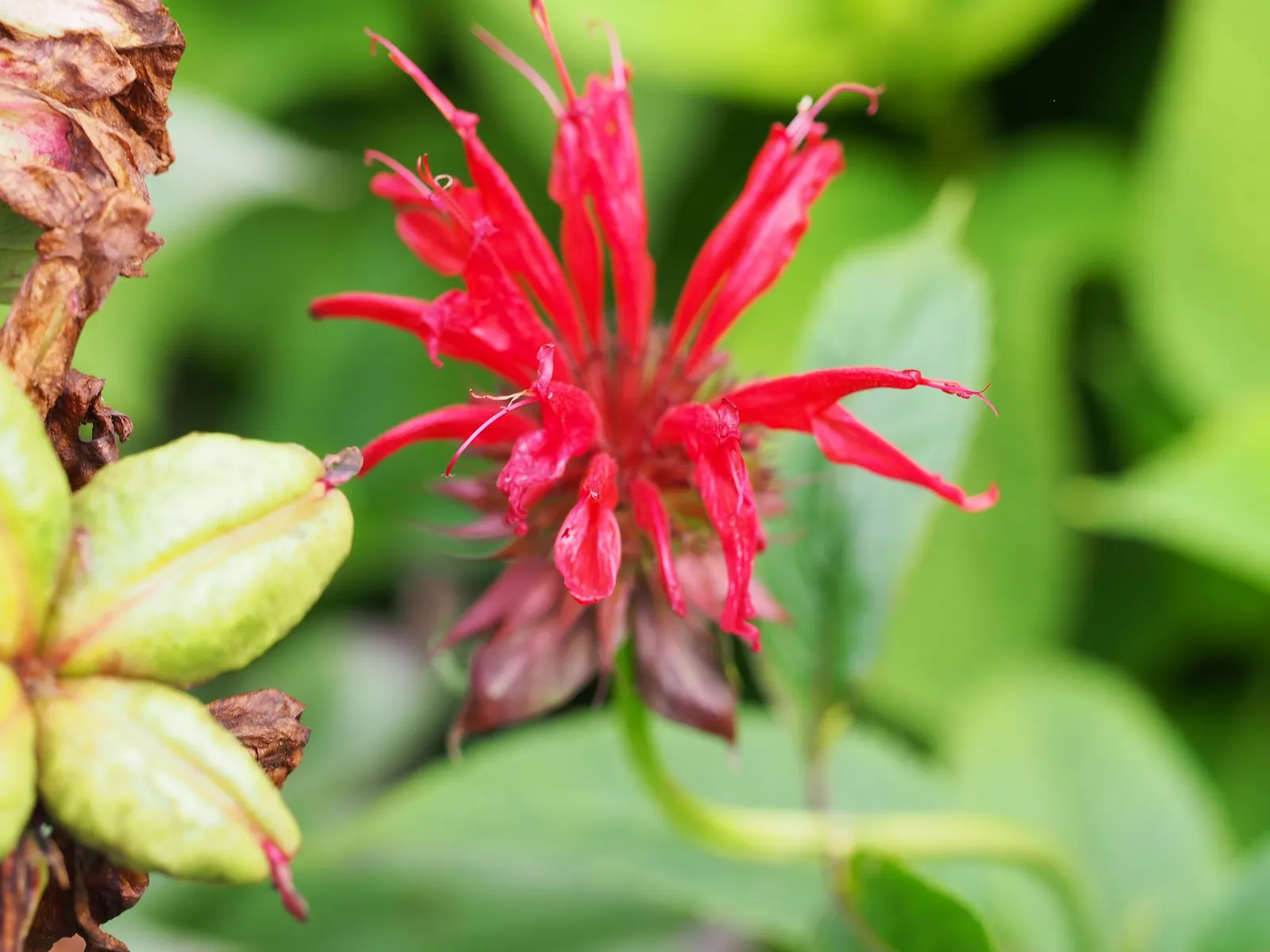 Raspberry Wine Bee Balm (Monarda 'Raspberry Wine') — A magnet for pollinators, it flowers in mid to late summer, providing a long-lasting display