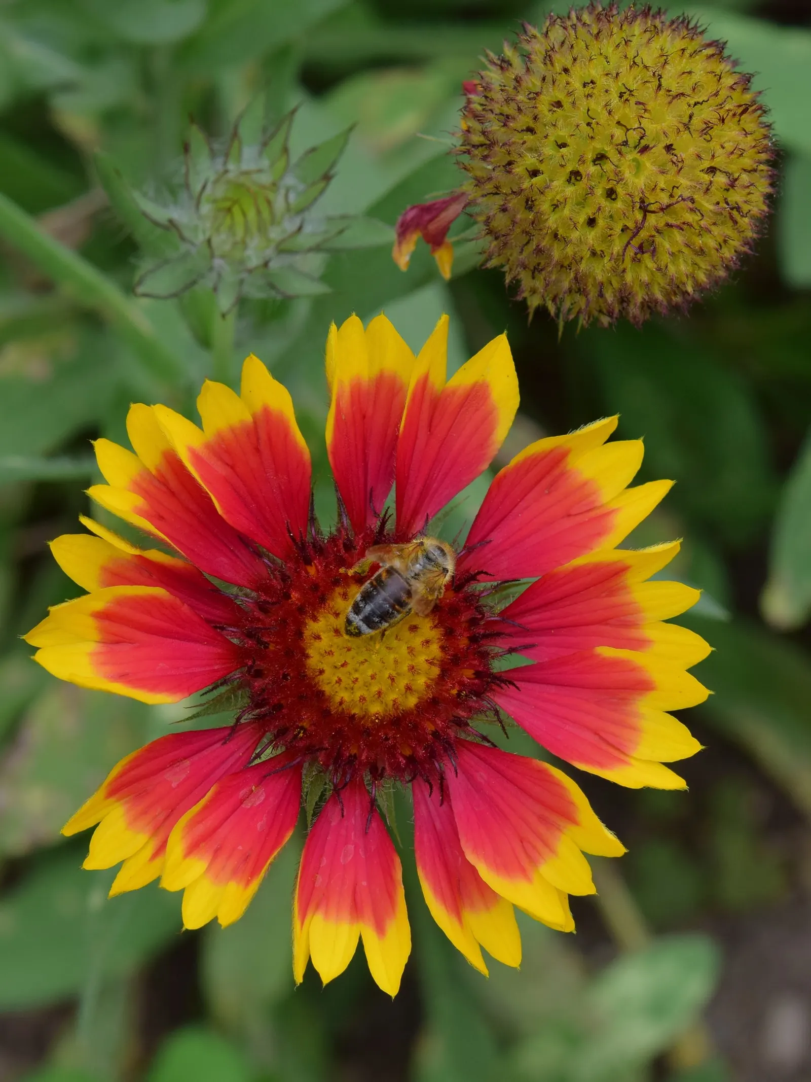 Indian Blanket (Gaillardia Pulchella) — the Indian Blanket is tolerant of poor soil conditions and is an excellent candidate for drought-prone, image 69
