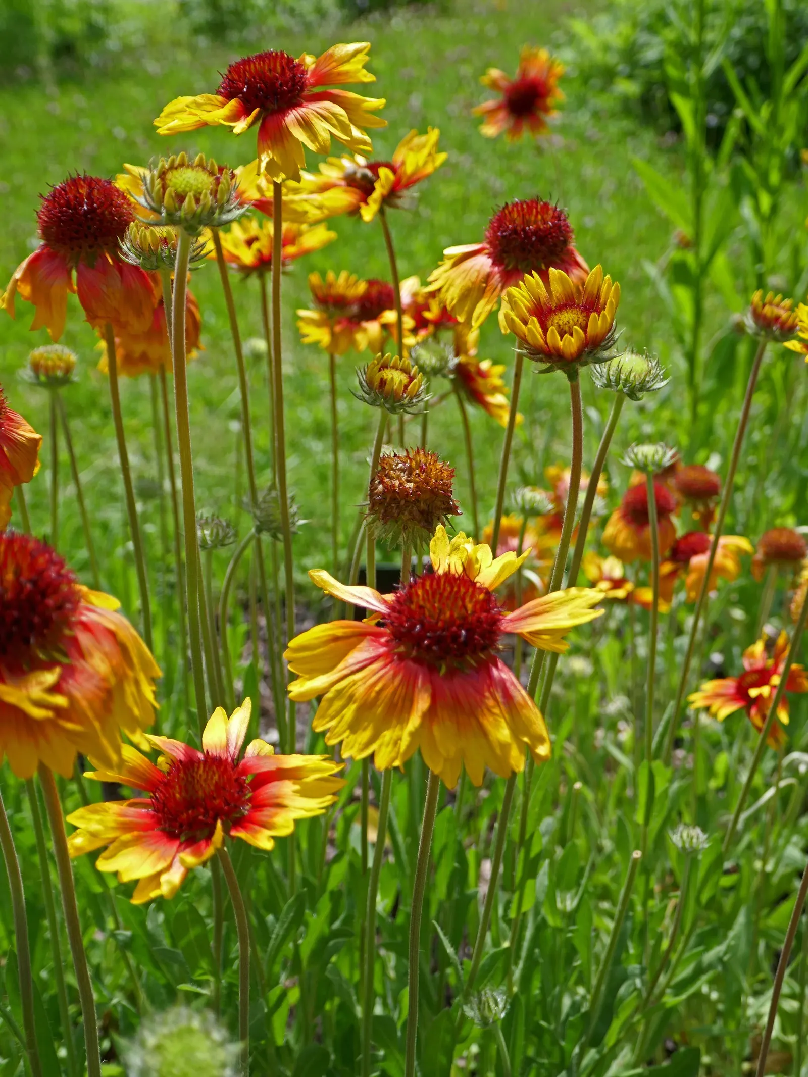 Indian Blanket (Gaillardia Pulchella) — and stands resilient against challenging environmental conditions; boasting daisy-like blooms up to 4, image 75