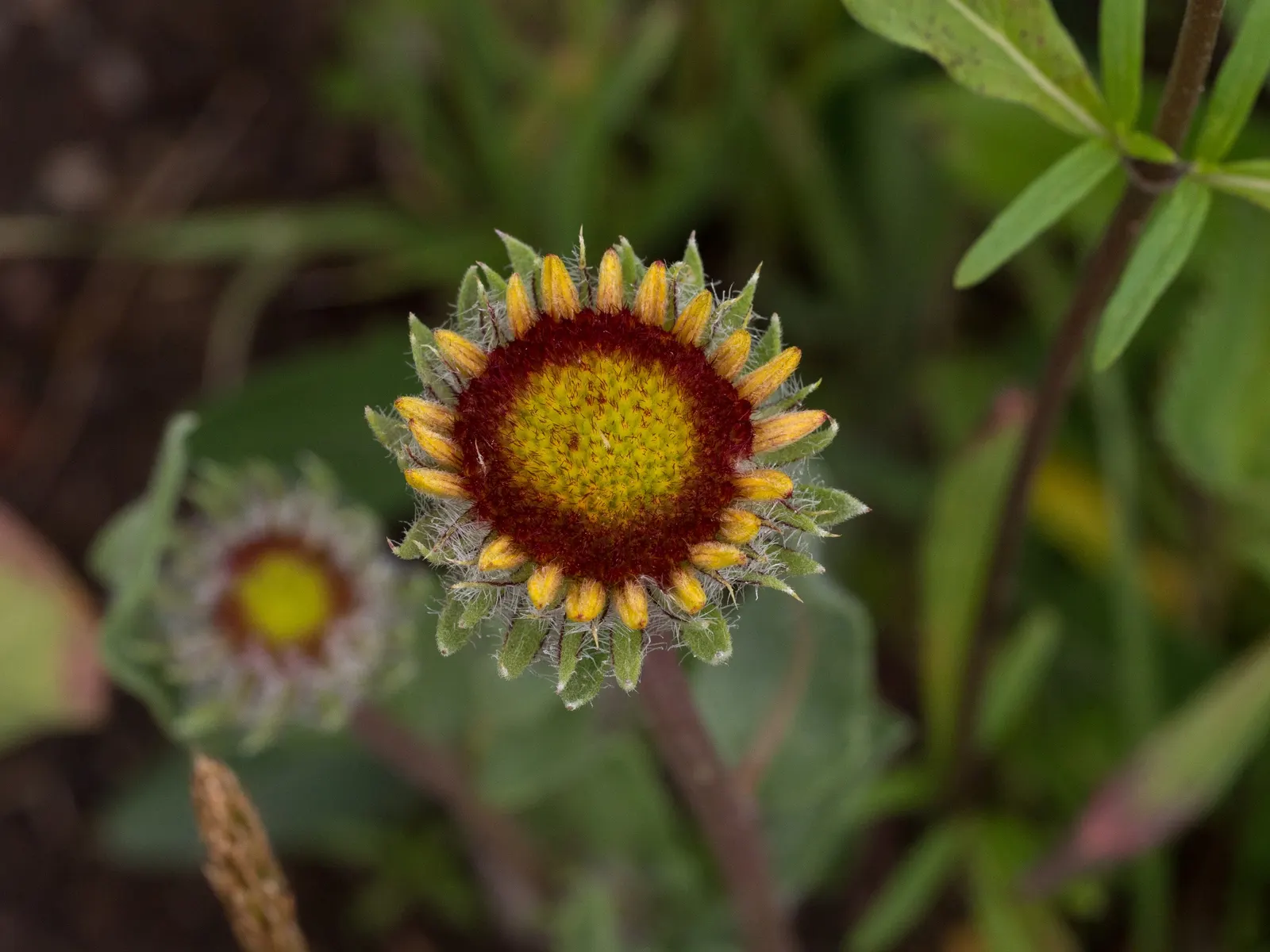 Indian Blanket (Gaillardia Pulchella) — slightly hairy green leaves; the Indian Blanket is tolerant of poor soil conditions and is an excellent, image 66