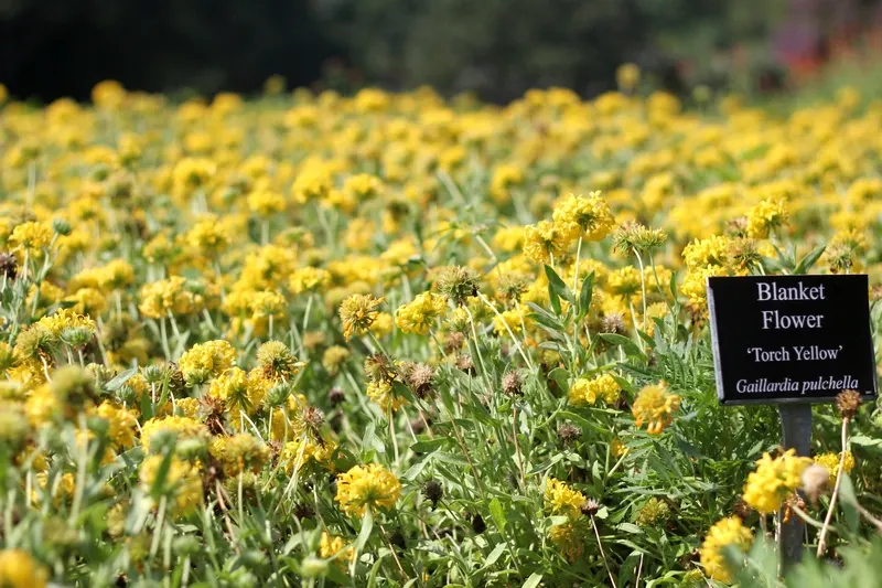 Indian Blanket (Gaillardia Pulchella) — With a mature height of 12 to 24 inches and a spread of up to 20 inches; multi-colored and orange flowers, image 67
