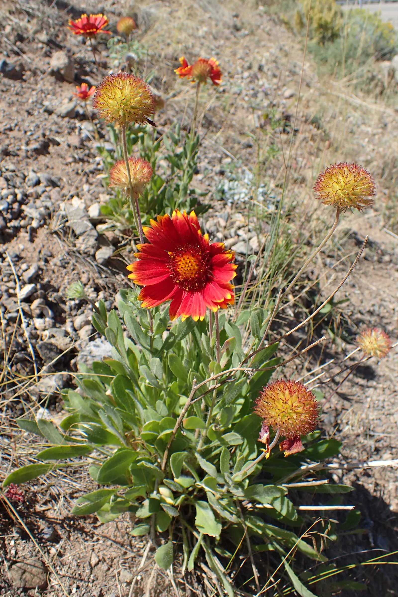 Indian Blanket (Gaillardia Pulchella) — scientifically named Gaillardia pulchella; is a vibrant perennial often grown as an annual, image 60