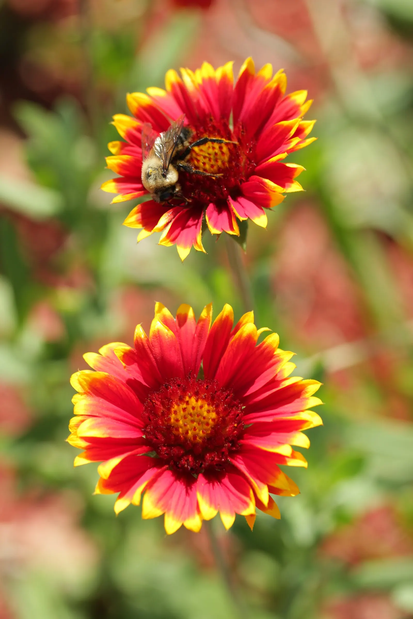 Indian Blanket (Gaillardia Pulchella) — Drought-tolerant and low-maintenance; it attracts pollinators while adding a warm, image 57