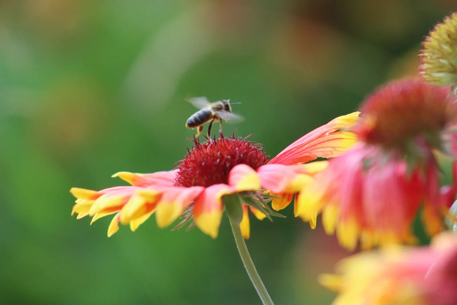 Indian Blanket (Gaillardia Pulchella) — is a vibrant perennial often grown as an annual; hardy in zones 3-10, it reaches 12-24 inches in height and, image 105