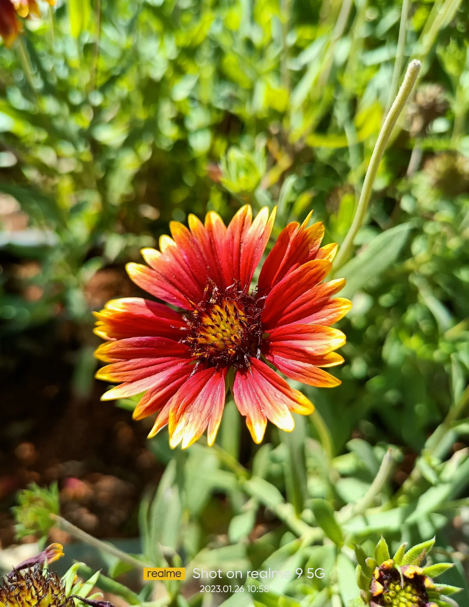 Indian Blanket (Gaillardia Pulchella) — Its fiery red petals tipped with yellow mimic a sunset and flourish in full sun; requiring minimal watering, image 55