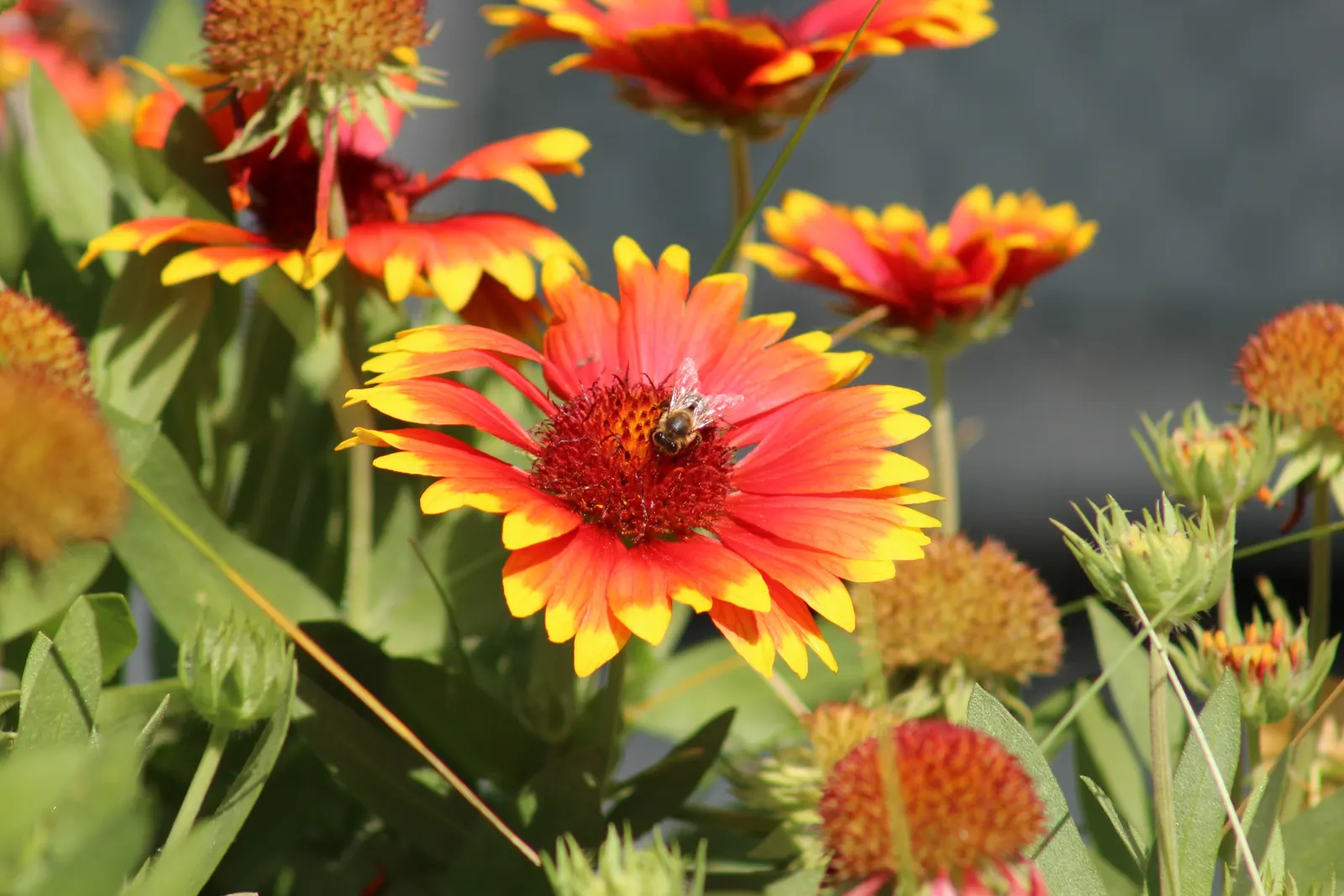 Indian Blanket (Gaillardia Pulchella) — Hardy in zones 3-10, it reaches 12-24 inches in height and spreads 12-20 inches; perennial with, image 108