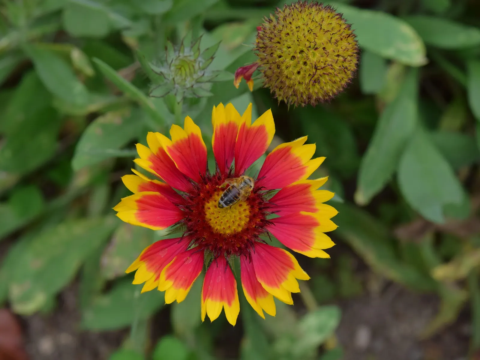 Indian Blanket (Gaillardia Pulchella) — Its growth habit and vibrant flowers contribute to its status as an essential component for a, image 72