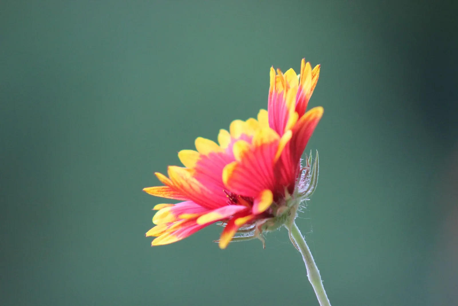 Indian Blanket (Gaillardia Pulchella) — it attracts pollinators while adding a warm; creating an eye-catching display against the plant's, image 84