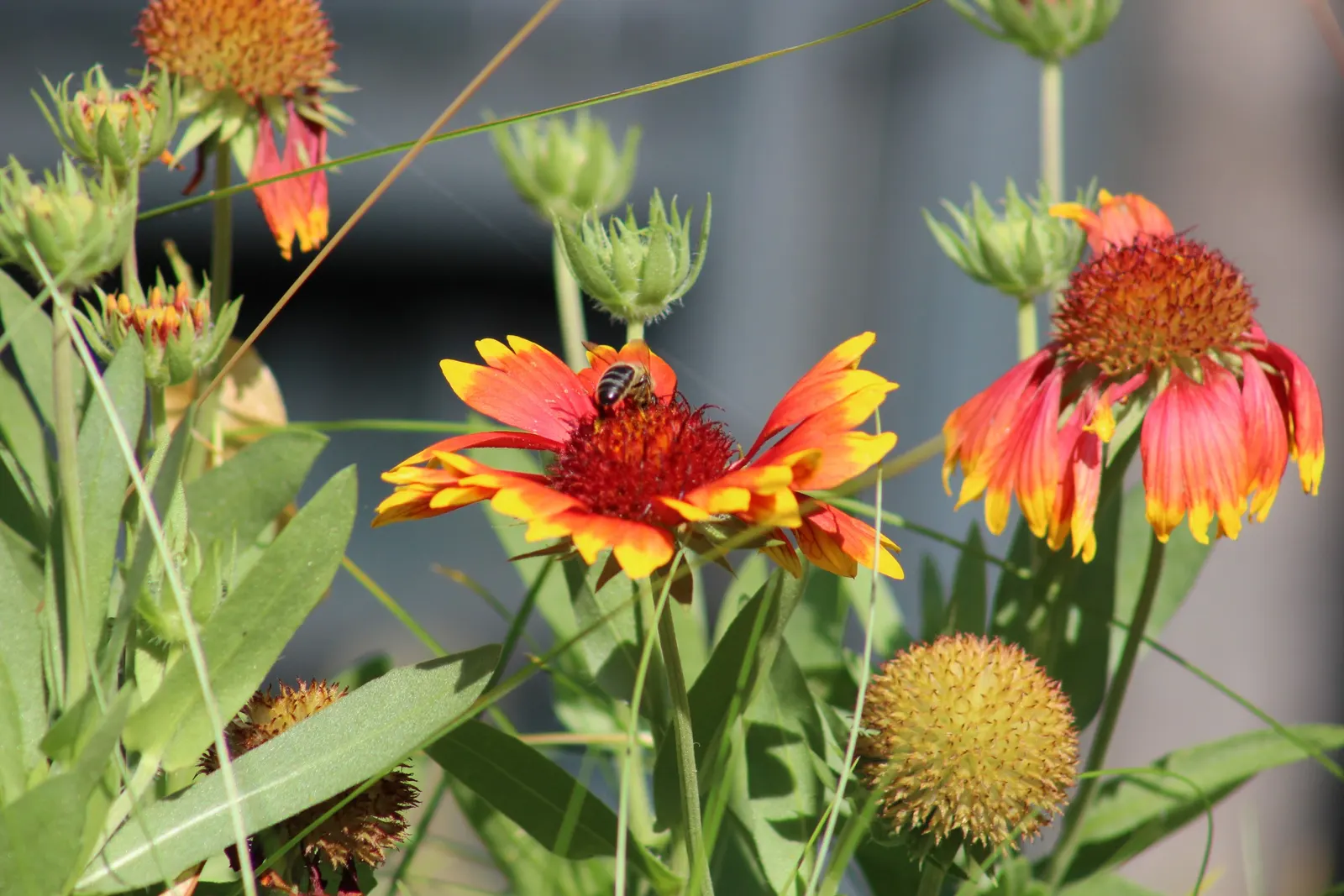 Indian Blanket (Gaillardia Pulchella) — resembling a sunset woven into its petals; your client will enjoy a garden that radiates warmth and energy, image 89