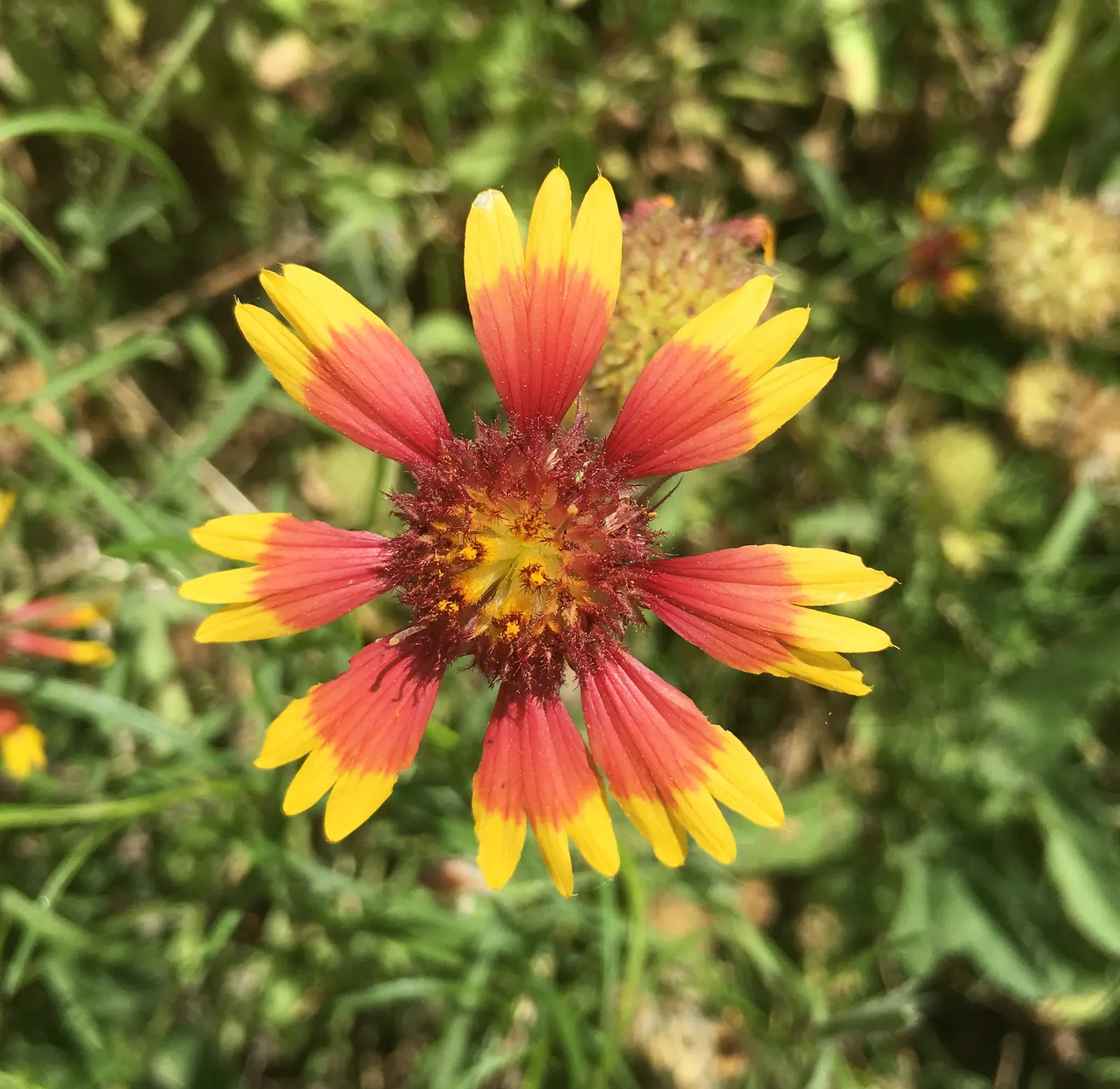 Indian Blanket (Gaillardia Pulchella) — it offers ample coverage and can be planted en masse for a dramatic effect.<br><br>Preferring full sun, image 68