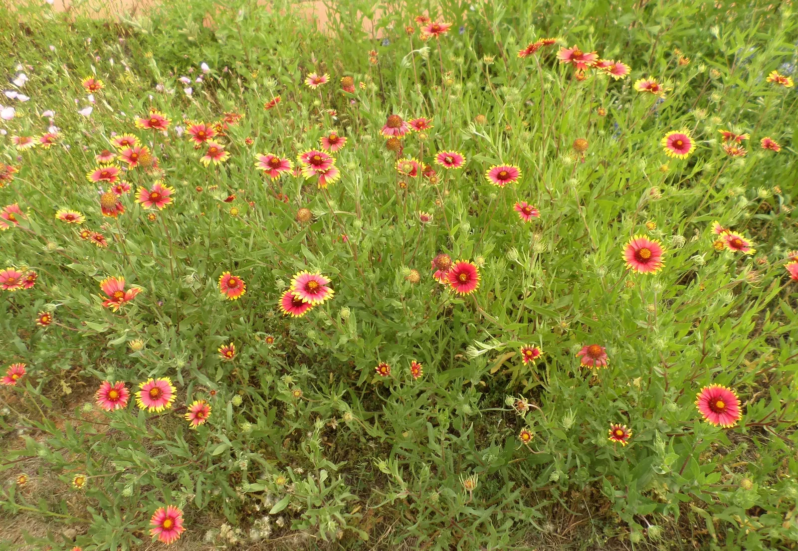 Indian Blanket (Gaillardia Pulchella) — multi-colored and orange flowers in the garden; is a vibrant perennial that adds a burst of warm color, image 76