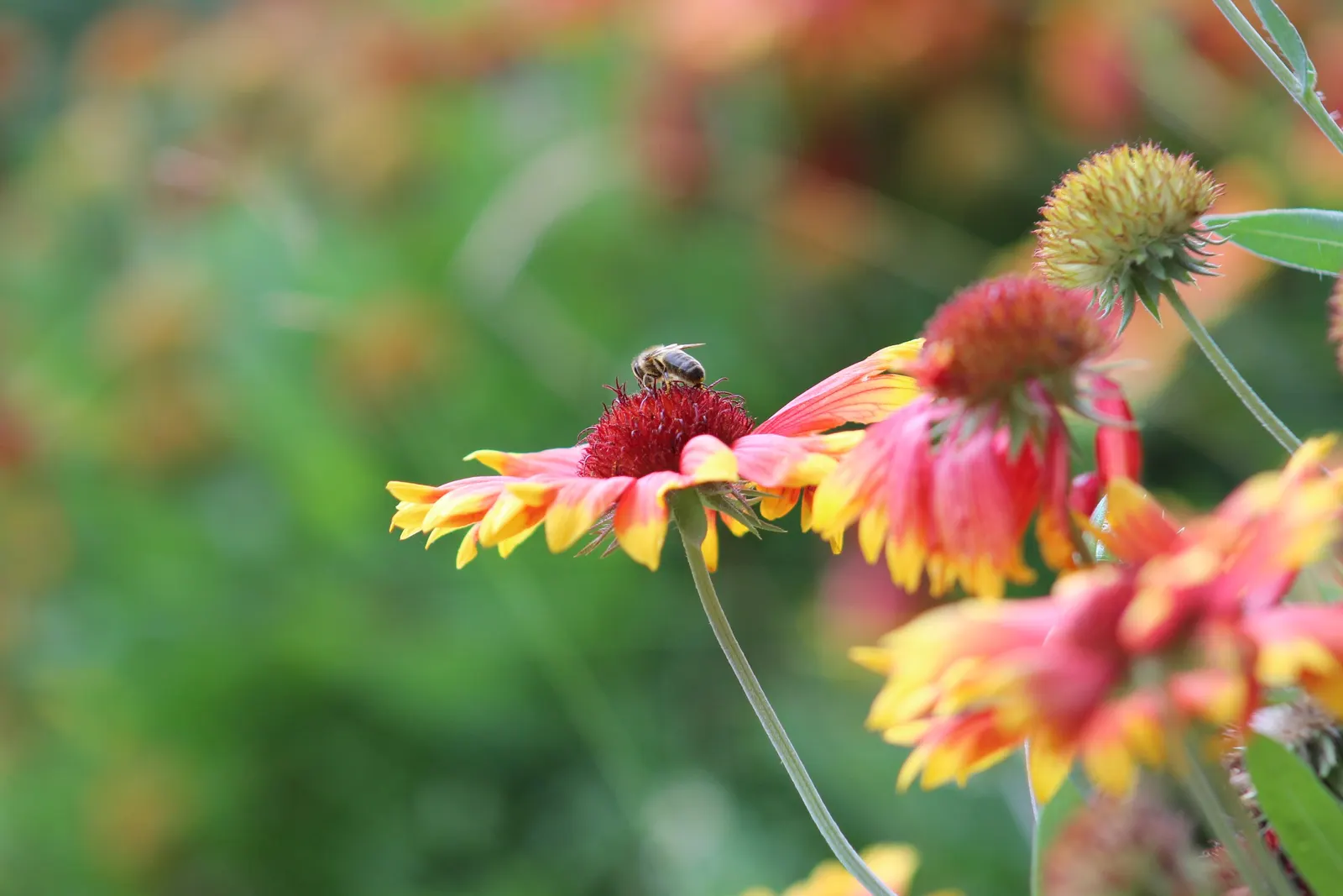 Indian Blanket (Gaillardia Pulchella) — requiring minimal watering once established; its adaptability makes it suitable for rock gardens, borders, image 96