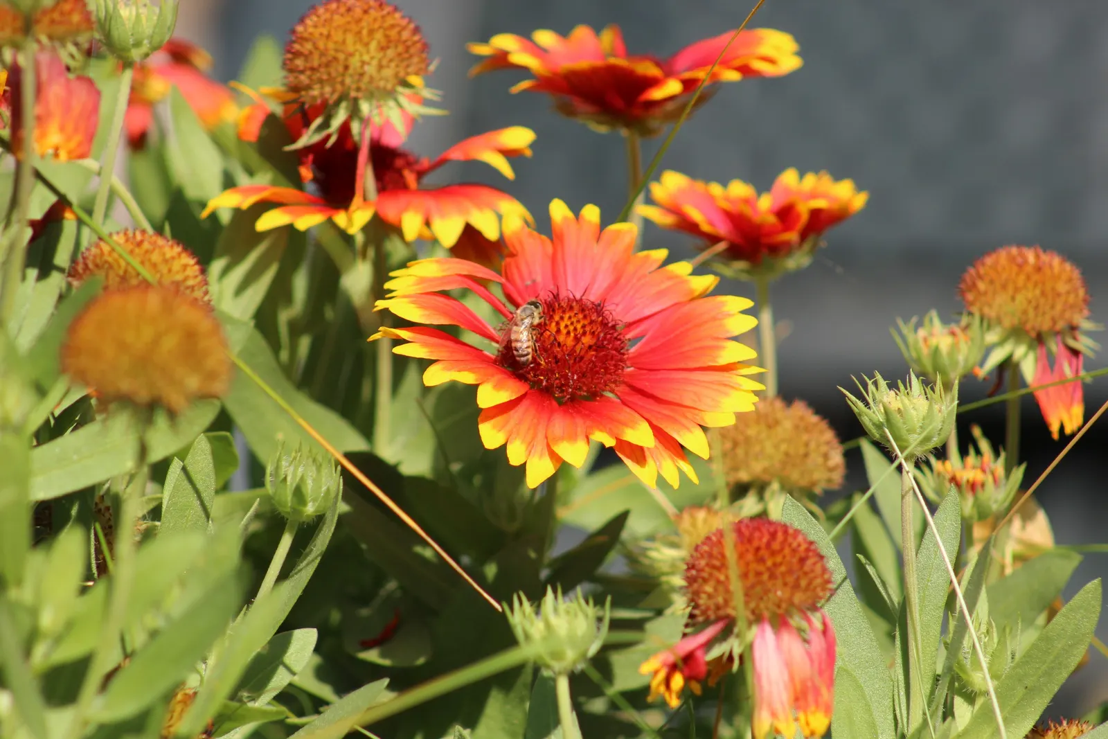 Indian Blanket (Gaillardia Pulchella) — your client will enjoy a garden that radiates warmth and energy; naturalistic design.<br><br>By, image 100