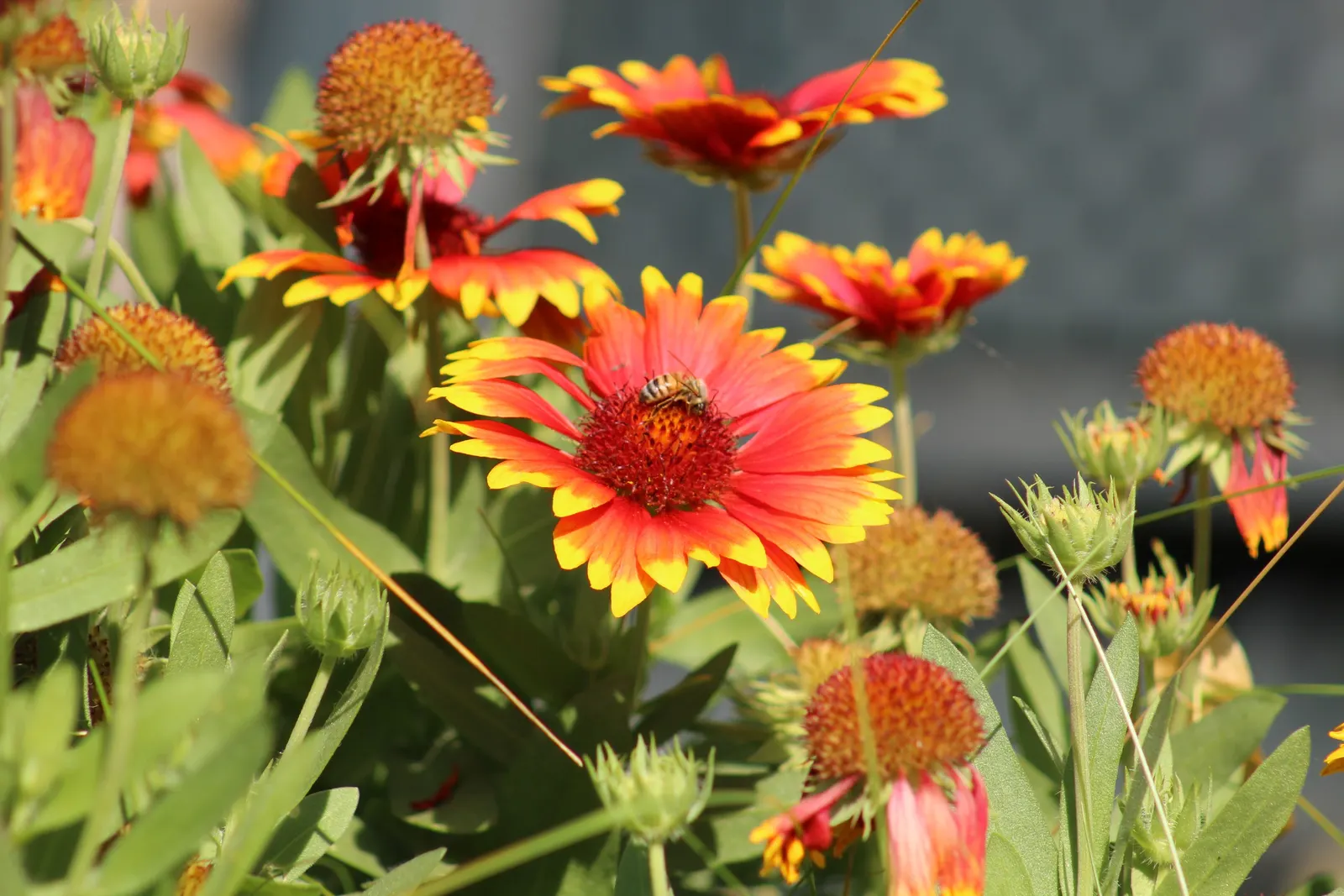 Indian Blanket (Gaillardia Pulchella) — Its fiery red petals tipped with yellow mimic a sunset and flourish in full sun; requiring minimal watering, image 107