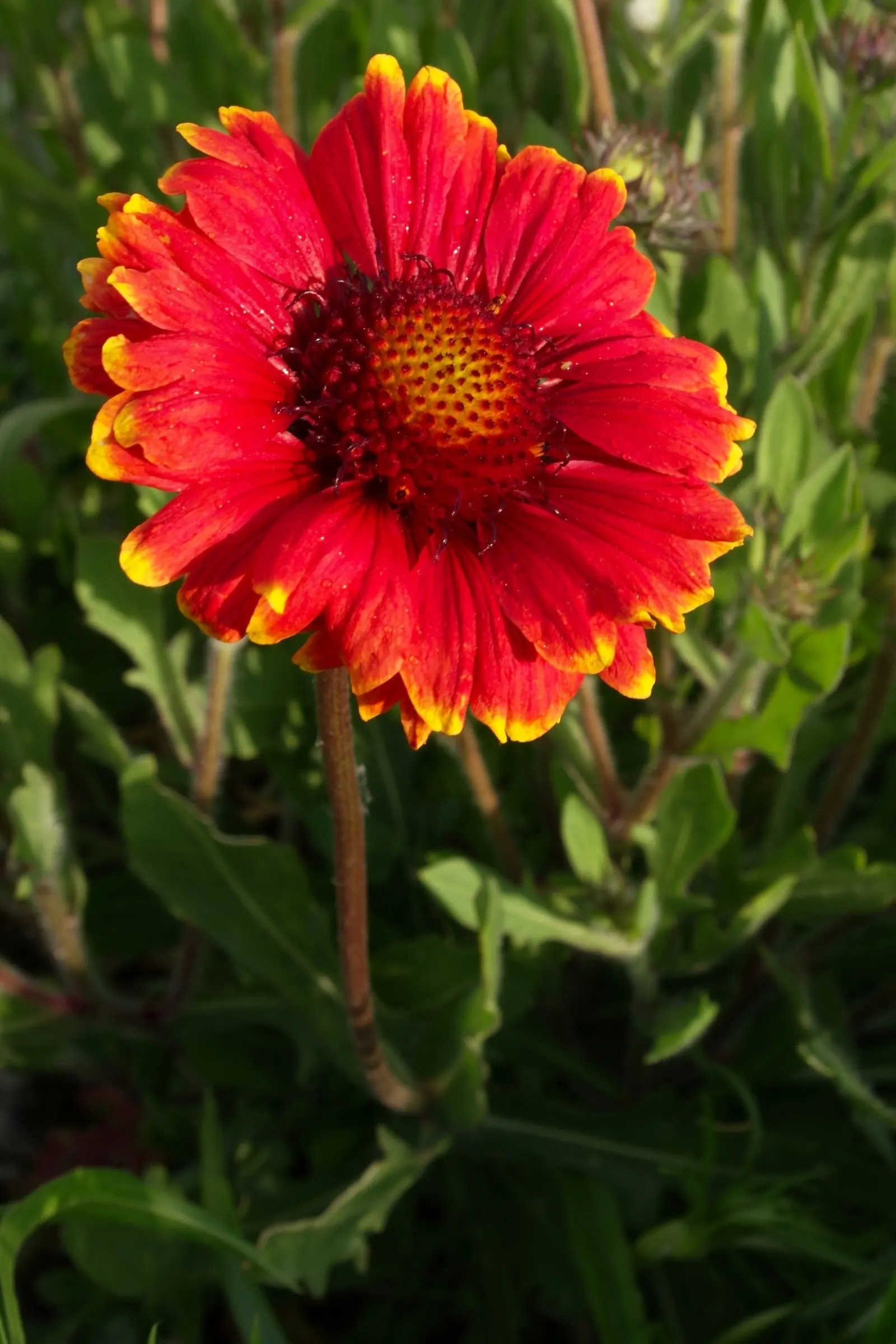 Indian Blanket (Gaillardia Pulchella) — is a vibrant perennial that adds a burst of warm color through its daisy-like flowers; scientifically named, image 61