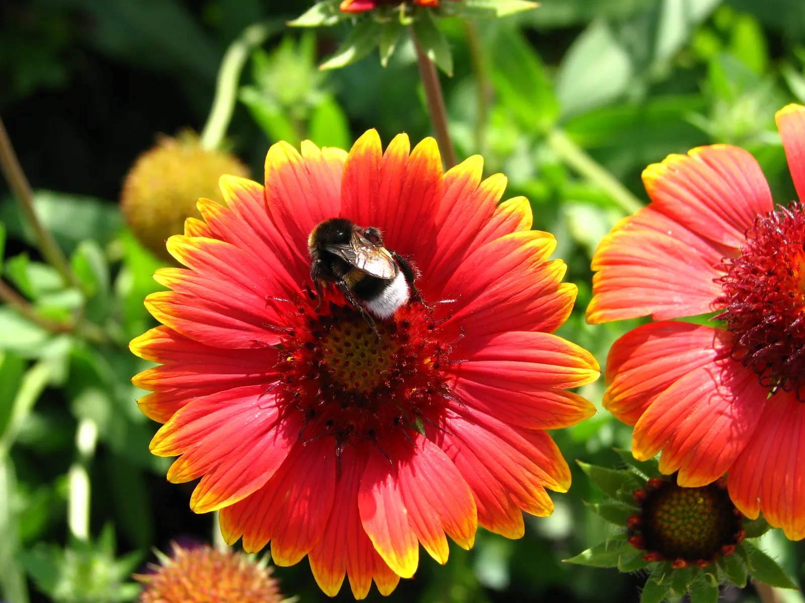Indian Blanket (Gaillardia Pulchella) — naturalistic design.<br><br>By incorporating Gaillardia pulchella into your design; slightly hairy green, image 73