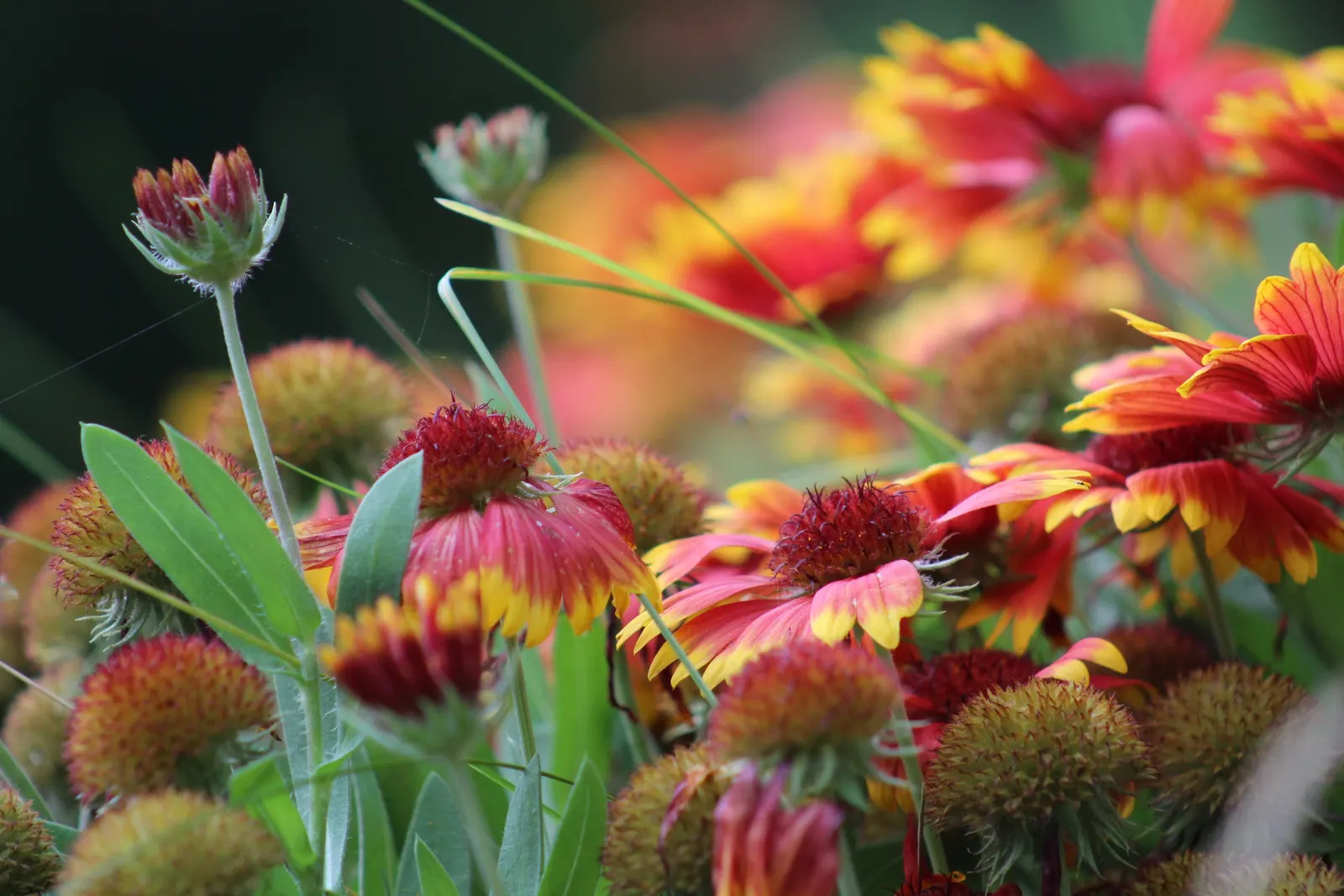 Indian Blanket (Gaillardia Pulchella) — colorful accent to xeriscapes and wildflower gardens; its growth habit and vibrant flowers contribute to, image 85