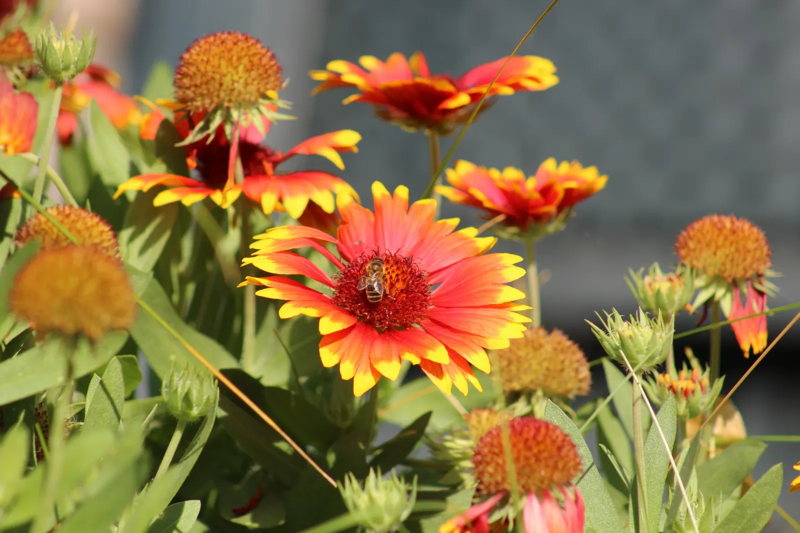 Indian Blanket (Gaillardia Pulchella) — creating an eye-catching display against the plant's lance-shaped; the plant's blooms showcase a striking, image 91
